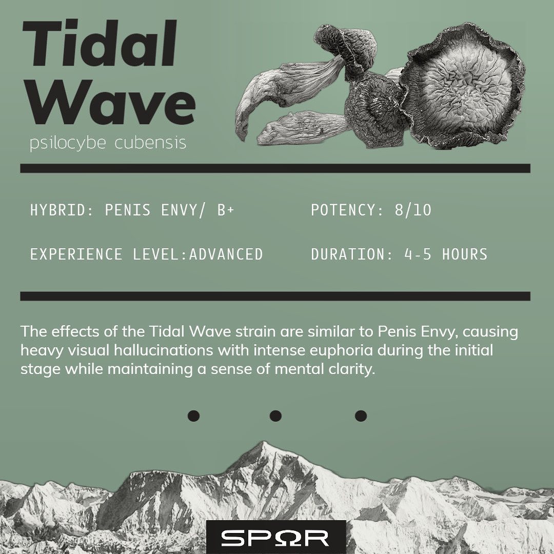 🍄New Arrival🍄
Tidal Wave cubensis is a hybrid of the very potent Penis Envy and B+ strains.
Tidal Wave is known to produce feel-good sensations in the body, many users find Tidal Wave mushrooms helpful in combatting depression and other mood disorders. This is why it’s also a popular strain in microdosing formulas for general mood elevation.
Check out our website for more info!
#fungi #fungifriday #nature