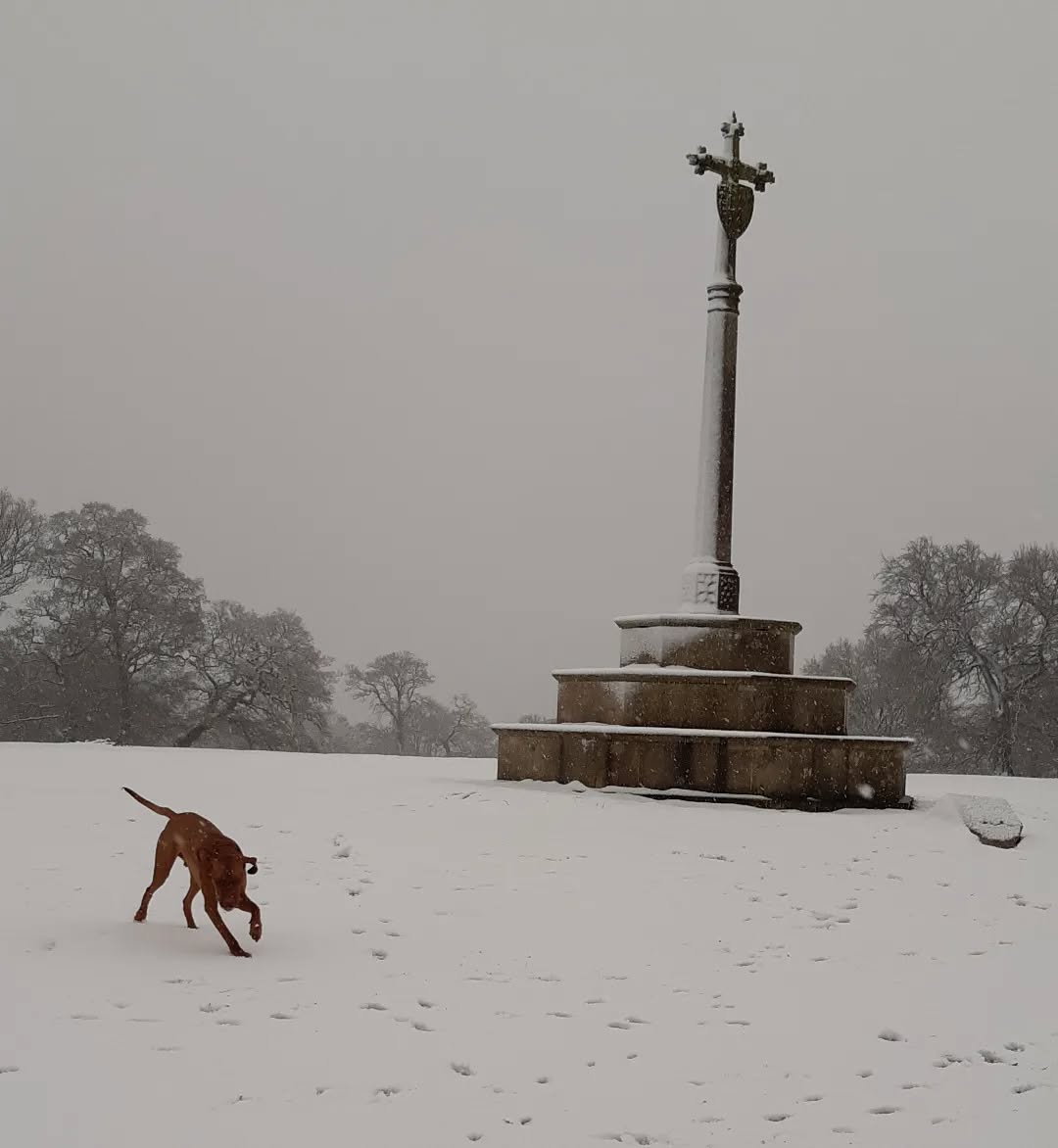 Up in #ampthillgreatpark this morning with Jasper.