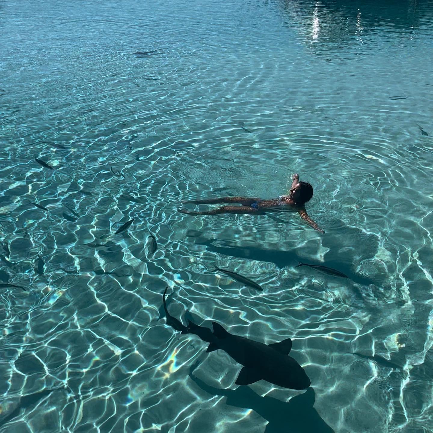 Morning Dip 🦈🥥