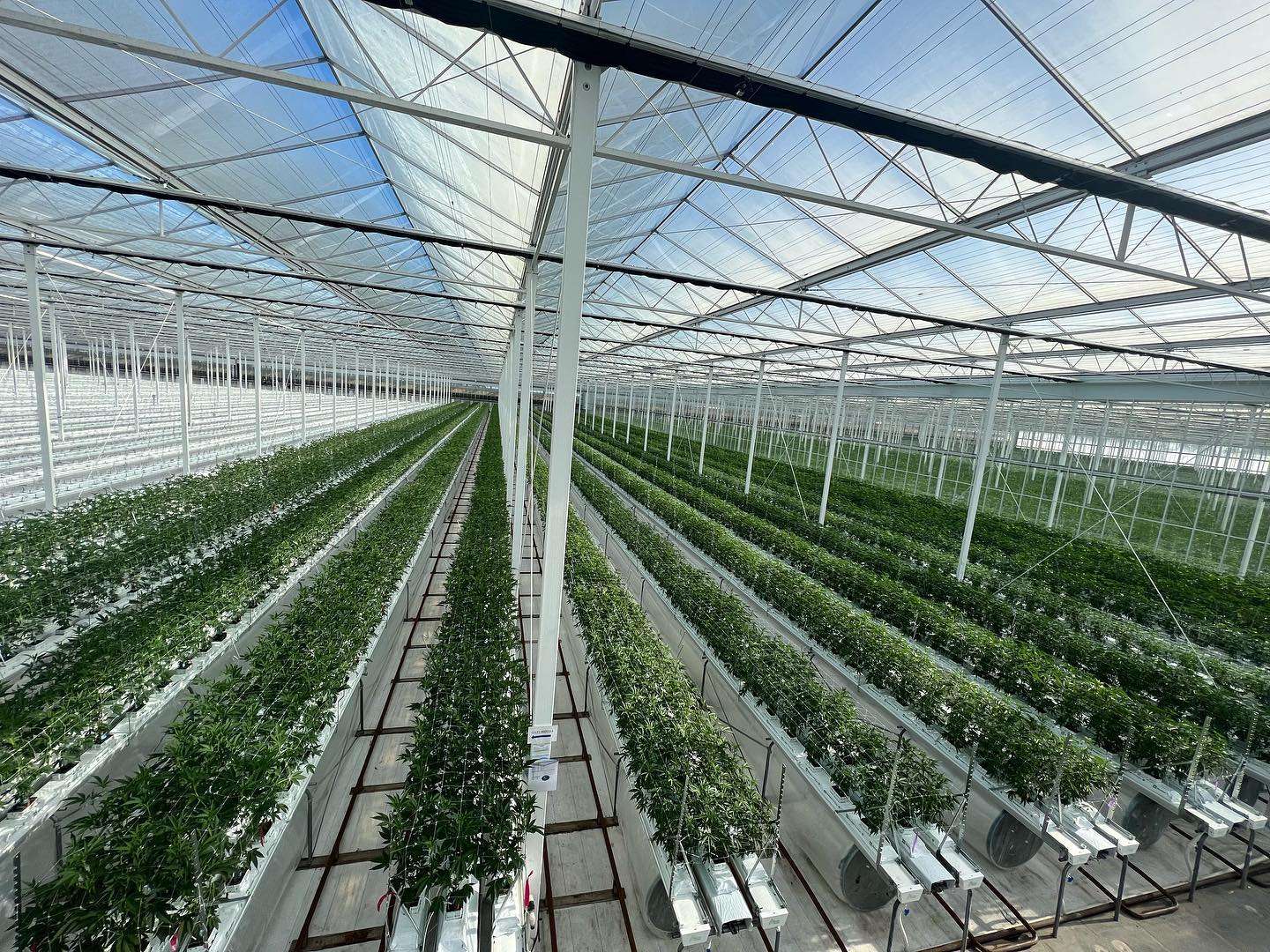 Complete network and fiber infrastructure. 5,5 million ft.². 125 acres. One of the Largest cannabis farms in the world, GLASSHOUSE farms. #cisco #cisconetworking #ciscomeraki