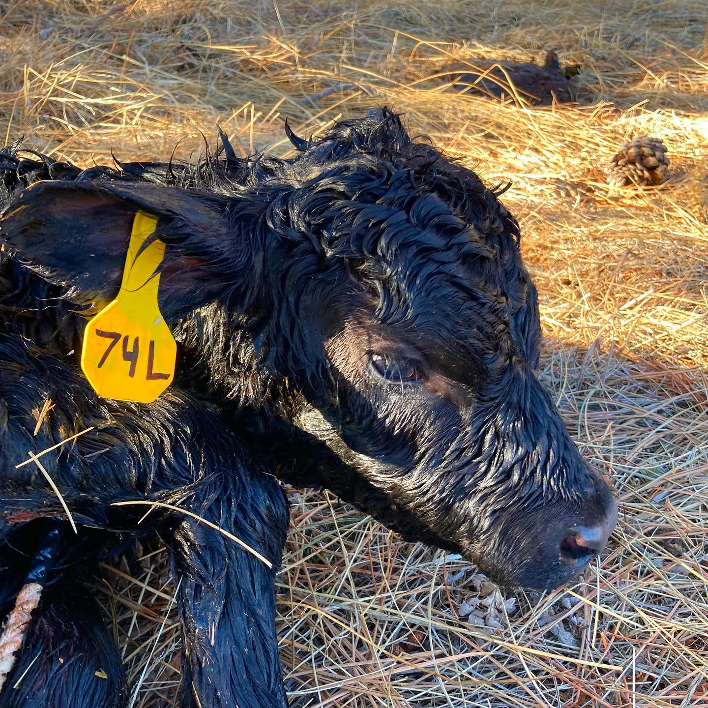 It’s that time of year again. Soon to be many new faces around the ranch!
Back in the late 1800’s when Alexander and Clara homesteaded the Black Canyon area they started their ranching endeavors with Hereford cattle. The MacGregor’s XIX brand was registered to Alexander in 1885 and remains the ranch brand today.
When, second generation, Donald MacGregor took over the ranch and herd he changed from Herefords to Black Angus in the early 1900’s. Today there has never been a replacement heifer at the ranch as we continue the same lineage that Donald introduced.
#macgregorranch #estespark #estesparkcolorado #coloradoranch #coloradohomestead #historichomestead #nationalregisterofhistoricplaces #ranchlife #historicsite #blackangus #anguscattle