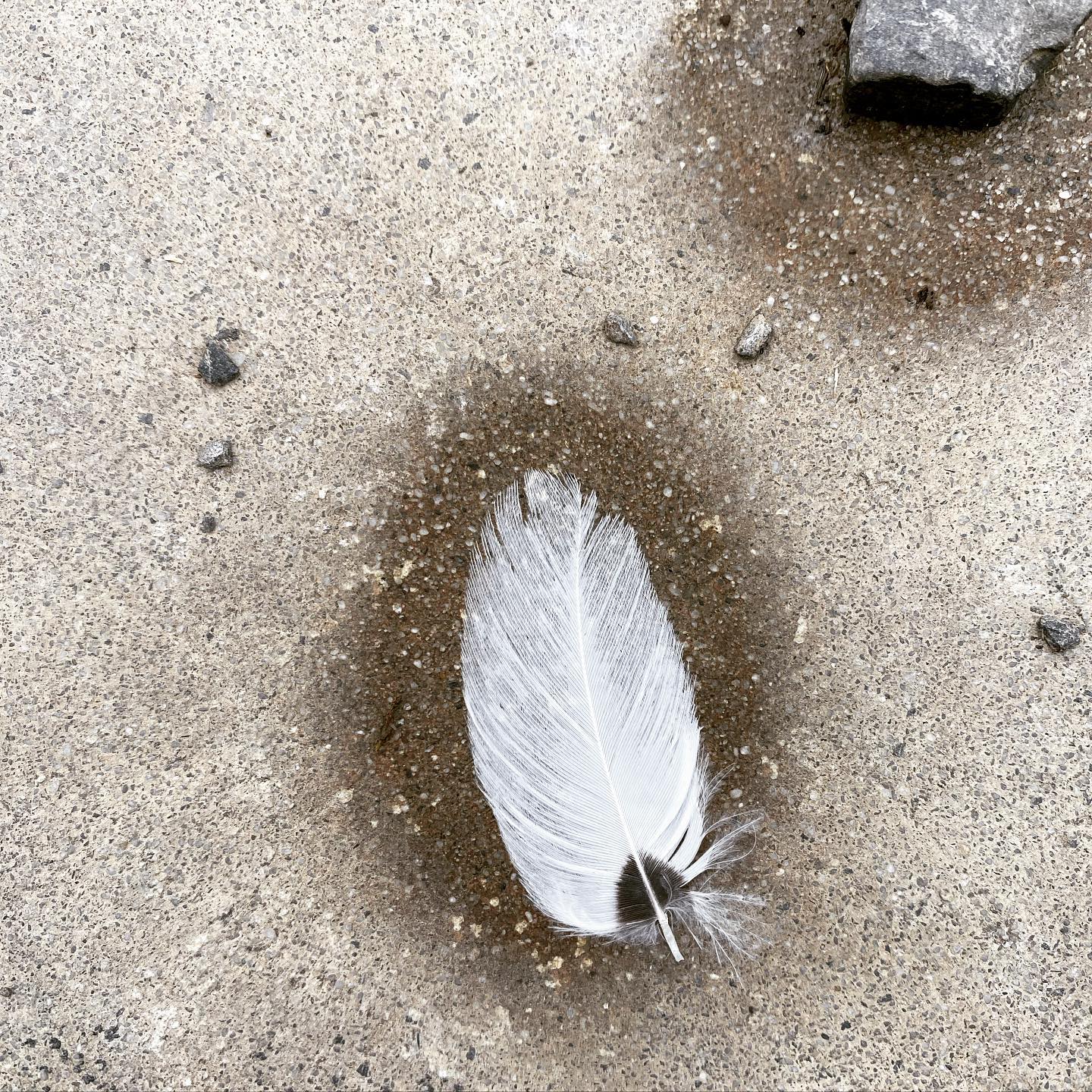 Feather. #prettythings