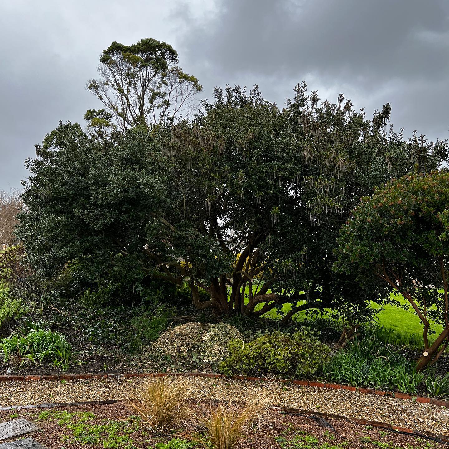 This stunning Garrya Elliptica had a tight renovation prune today, we’ve opened up the base and centre of the tree to improve the shape and allow air flow which will benefit the trees health…it was the last chance before nesting season!!
#garryaelliptica
#treepruning
#treesurgeon
#greenmech
#gardeninspiration
#gardenmaintenance
#countrylife