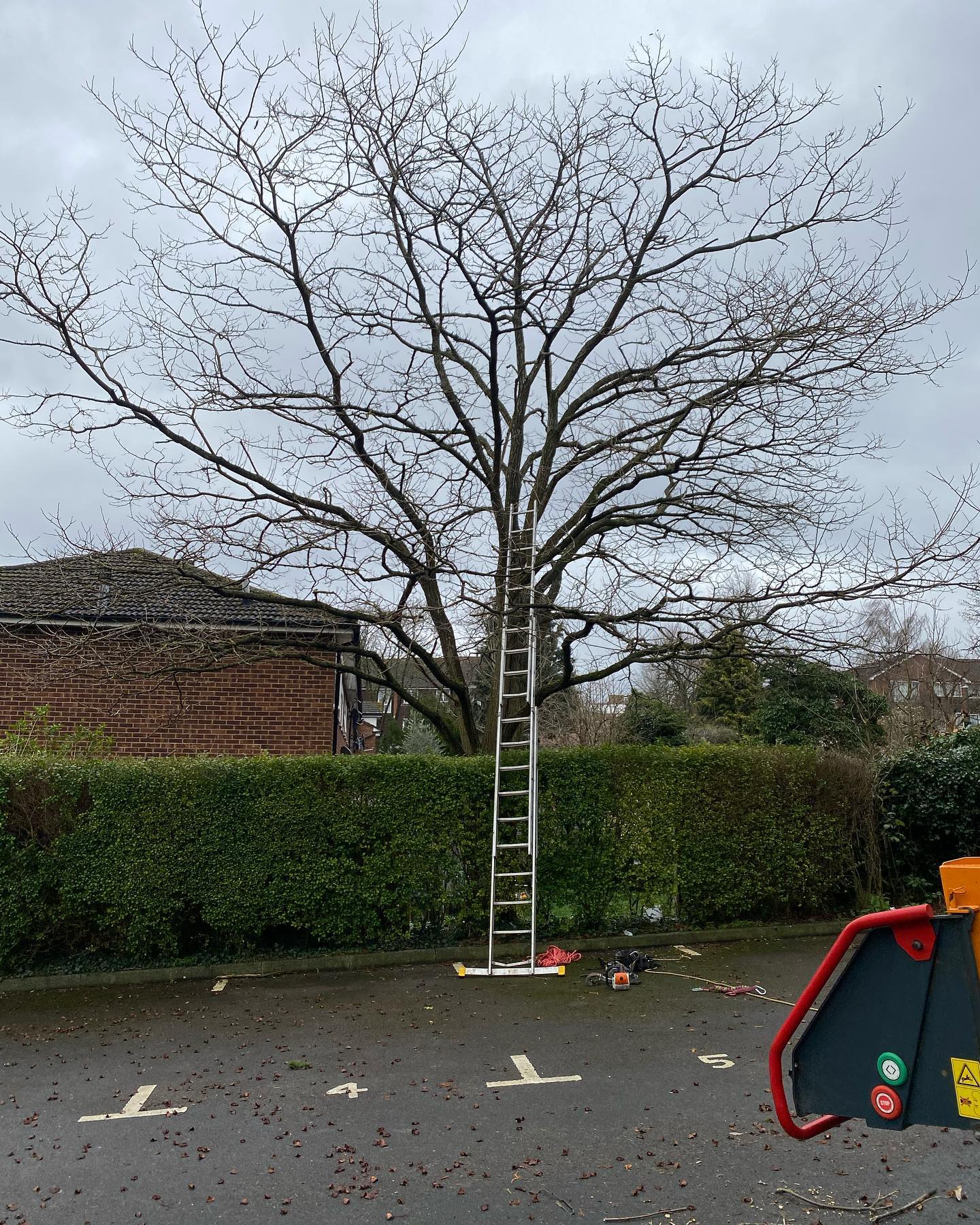 Palmers Tree Care & Management.
Acacia fell & removal of stump via grinding. The little predator did me proud today 😂👍