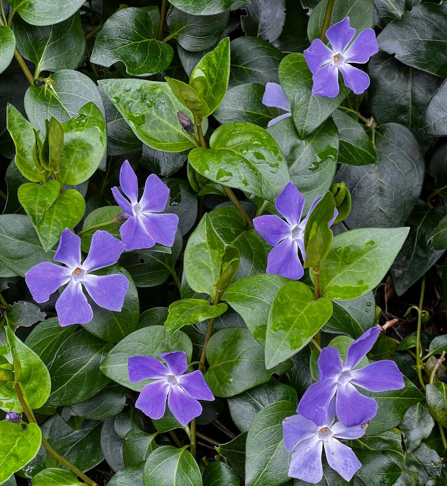 Vinca Major in its element at the moment… a great shady ground cover plant that will happily scramble away if not kept in check.
#vincamajor
#periwinkle
#gardenplants
#groundcover
#woodlandplants
#gardeninspiration
#gardendesign
#plantsman
#flower