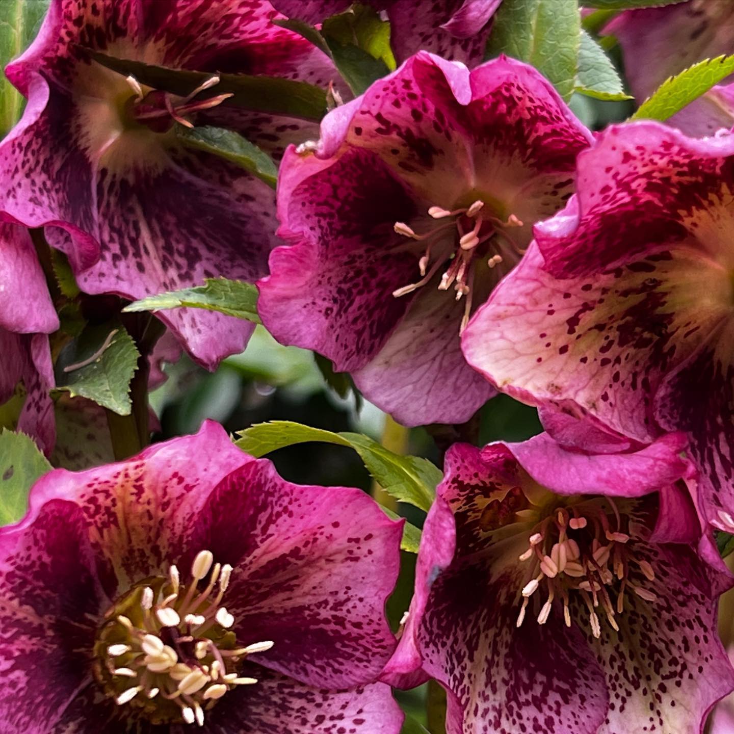 All the colours of late winter!! Hellebore, Daffodil, wild primrose and winter acconite in their element at the moment.
#springflowers
#winterflowers
#gardeninspiration
#gardenideas
#gardendesign
#countrygarden
#gardenmaintenance
#bristolgardener
#bristol
