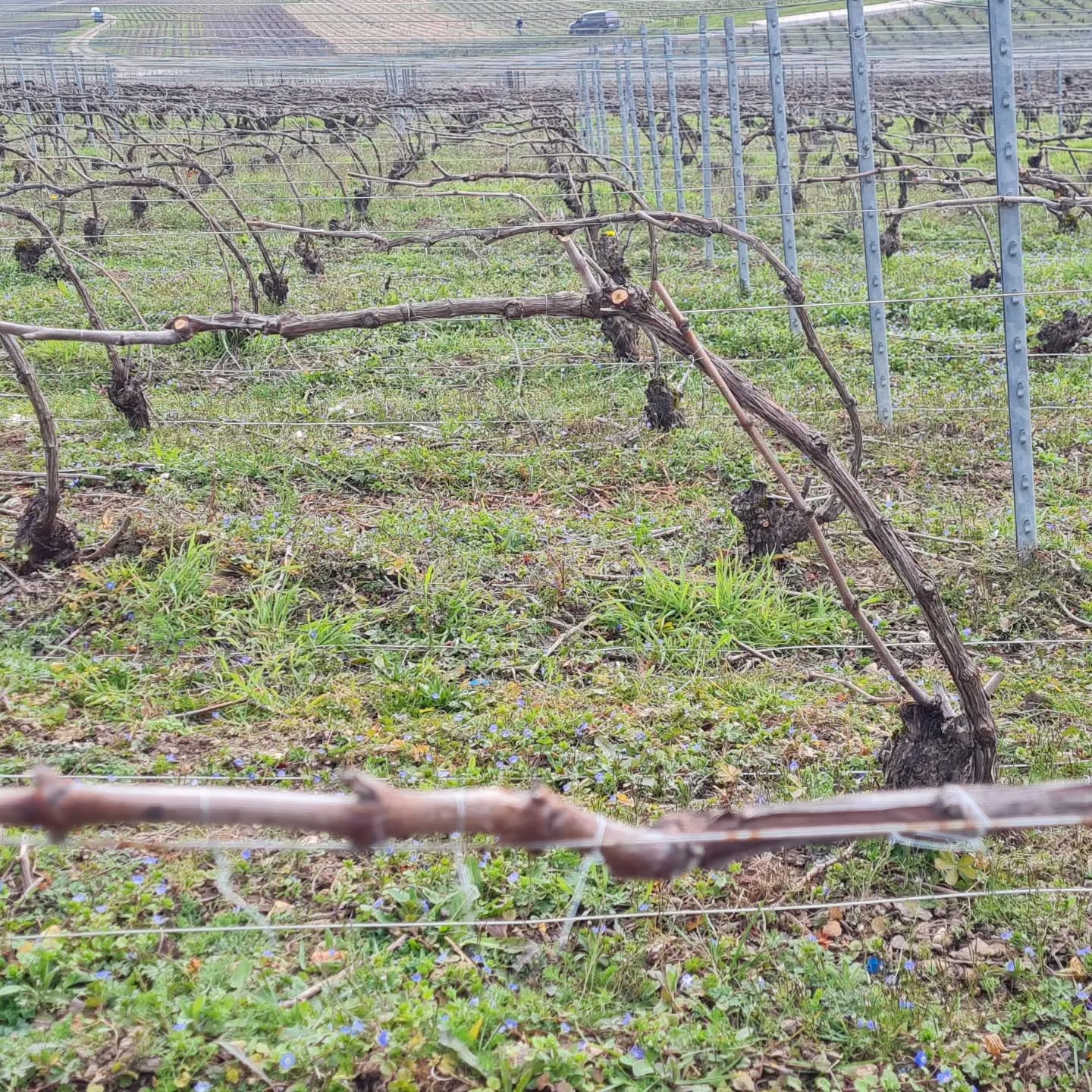 Période de lierie après la taille...
#montagnedereims #grandcru