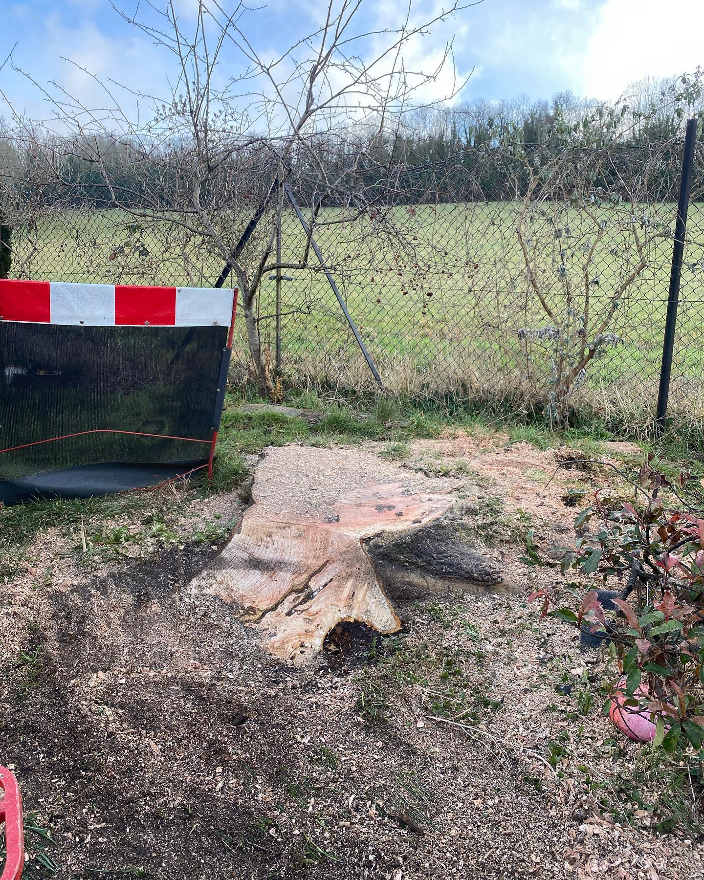 Palmers Tree Care & Management.
A Couple of Ash stumps we removed via grinding. These were too big for the pedestrian predator grinder so I got the Bandit out for the day. Love this machine.
The stump in the first picture was approx 4 foot wide maybe bigger if you want to include the exposed root system!
#treework #arborist #stihl #arblife #treelife #treecare #tree #treeclimbing #treeclimber #treesurgeon #trees #chainsaw #treeservice #treeremoval #arboriculture #husqvarna #canopyreduction #stumpgrinding #hedgetrimming #treefelling #arboristlife #arboristsofinstagram #treecutting #treesurgery #treebiz #forestry #stihlchainsaw #nature
#coulsdontreesurgeon #surreytreesurgeon