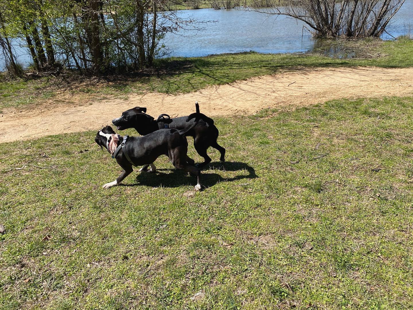 Remy and Ruby enjoying a Memphis spring