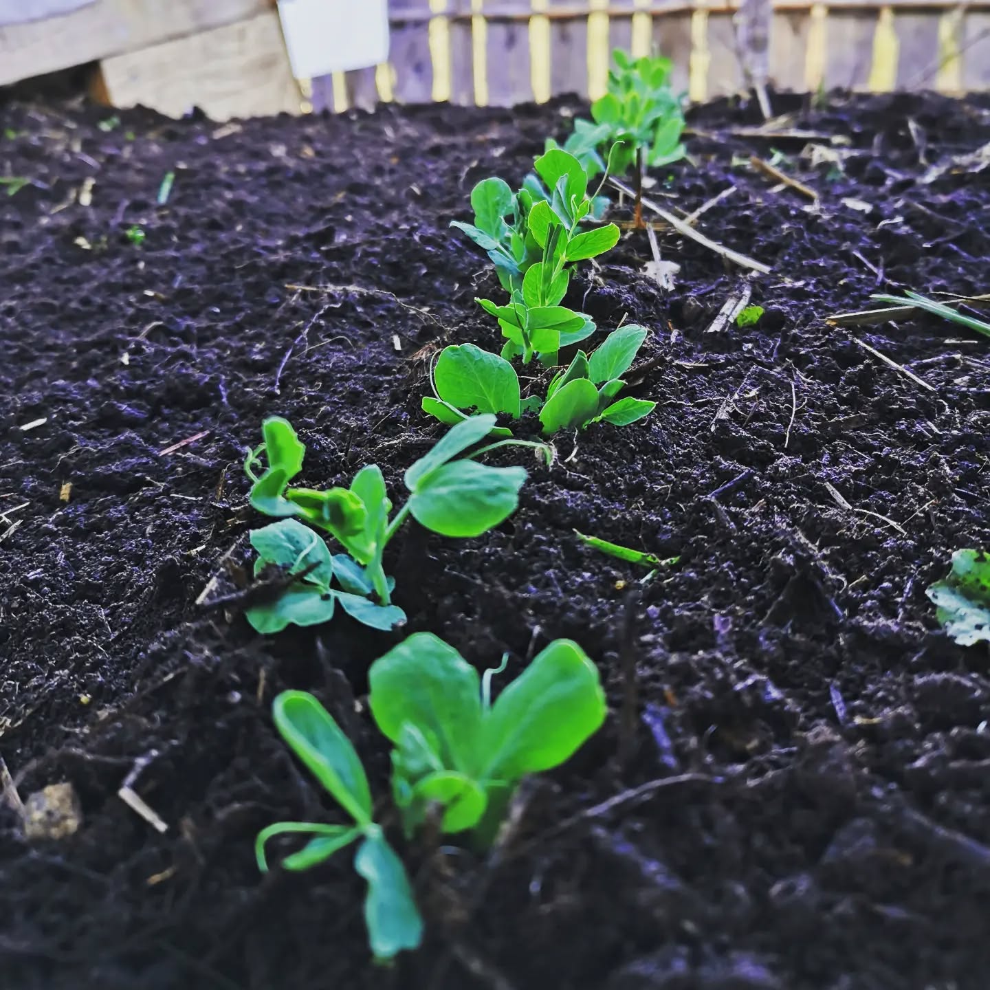 Primeurs de la montagne, les petits pois pointent le nez tout doucement alors que la neige a fondu. Accélération du printemps, l'énergie pousse avec grande vigueur 🌱🌱🌱
Envie de m'émerveiller devant toute cette beauté.
#simplelife #naturelove #permaculture #springtimewonders #auclairdelasource #montagneardechoise #Lanarce