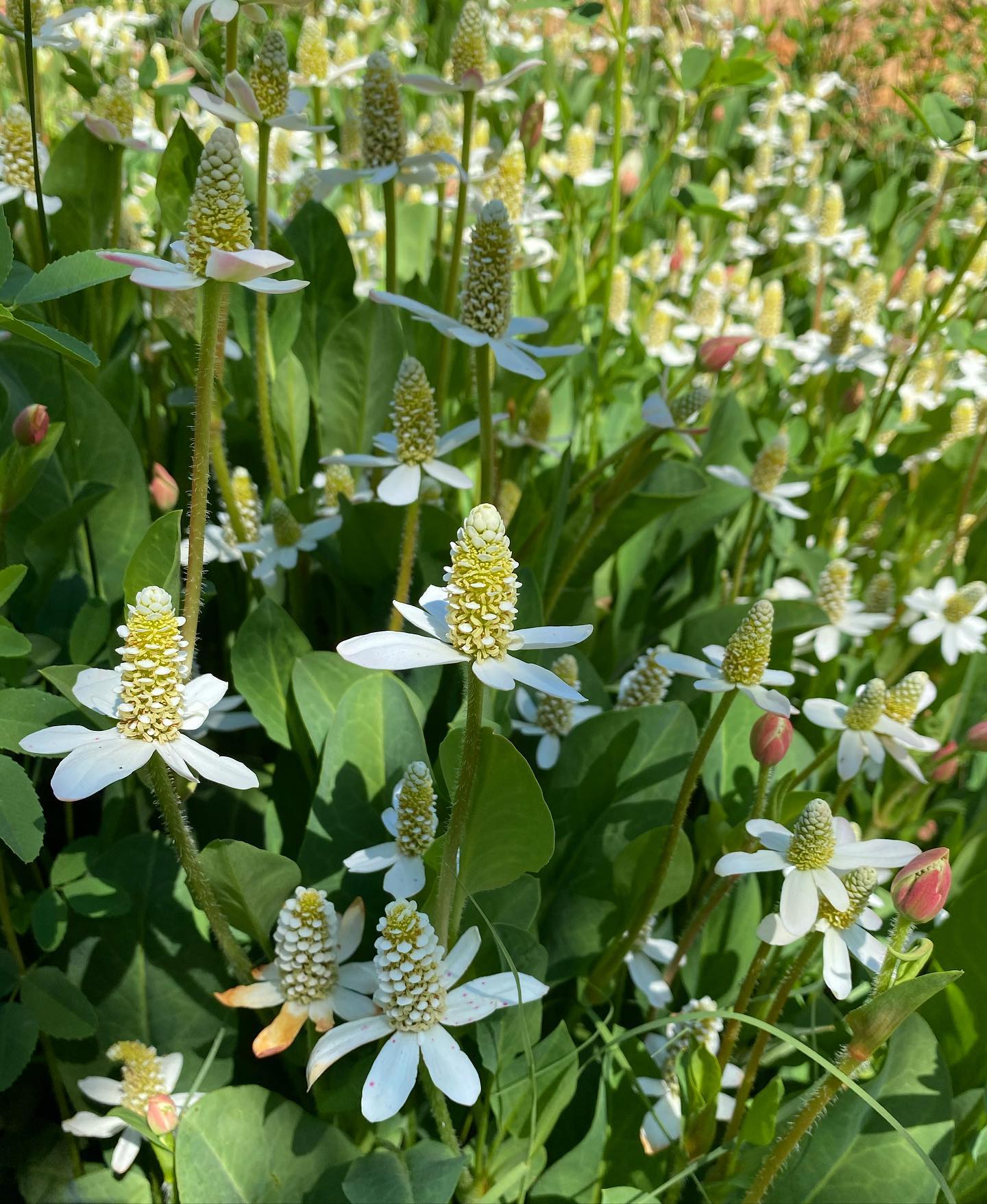 Happy Spring Equinox from one of our favorite Springtime showstoppersโฆ
Anemopsis californica (Yerba Mansa or Hierba del Manso)
In early spring, Yerba Mansa breaks dormancy and bright green new leaves appear and by the end of spring, the beautiful white blossoms make their debut!
Grows from the coast to the desert in wet, swampy waterway areas.
Yerba Mansa is a very important plant to native people throughout California. Yerba Mansa has numerous medicinal uses and can aid colds, flus, sinus infections, congestion and allergies that often visit us near the changing of seasons, ie spring.
Nature truly knows best! ๐
One of the โTo Watchโ plants of the threatened medicinal plants to avoid harvesting - @unitedplantsavers
๐ฑYou can grow your own! ๐ฑ
We have a beautiful crop waking up from their winter slumber available now. Visit our app or website to special order yours or visit your nearest Moosa Creek retail partner. ๐ฑ๐
#yerbamansa #hierbadelmanso #plantsthatheal #californianativeplants #springequinox #spring #unitedplantsavers #towatchplants #plantmedicine #ethnobotany #moosacreeknursery