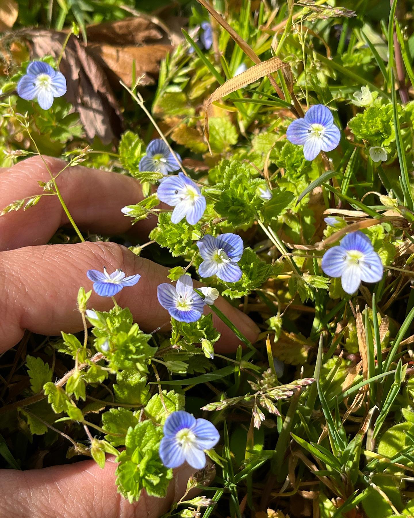 🌱. Et bonjour printemps.🌱
.
Quel bonheur de voir, toucher et ressentir cette nature qui s’éveille.
C’est je crois mon moment préféré de l’année !
.
Et pratiquer ce matin les 108 salutations dehors face au soleil pour accueillir ce printemps était juste un si beau cadeau 🙏🏽
.
Mon cœur est rempli de calme et de paix
.
Je vous en envoie tout plein ✨
.
Très belle journée à vous 🌺
…
..
.
#printemps #spring #primavera #fleurs #flowers #flores #nature #naturaleza #naturephotography #naturelovers #flowerphotography #wild #peace #rebirth #terre #hearth #tierra #gaia