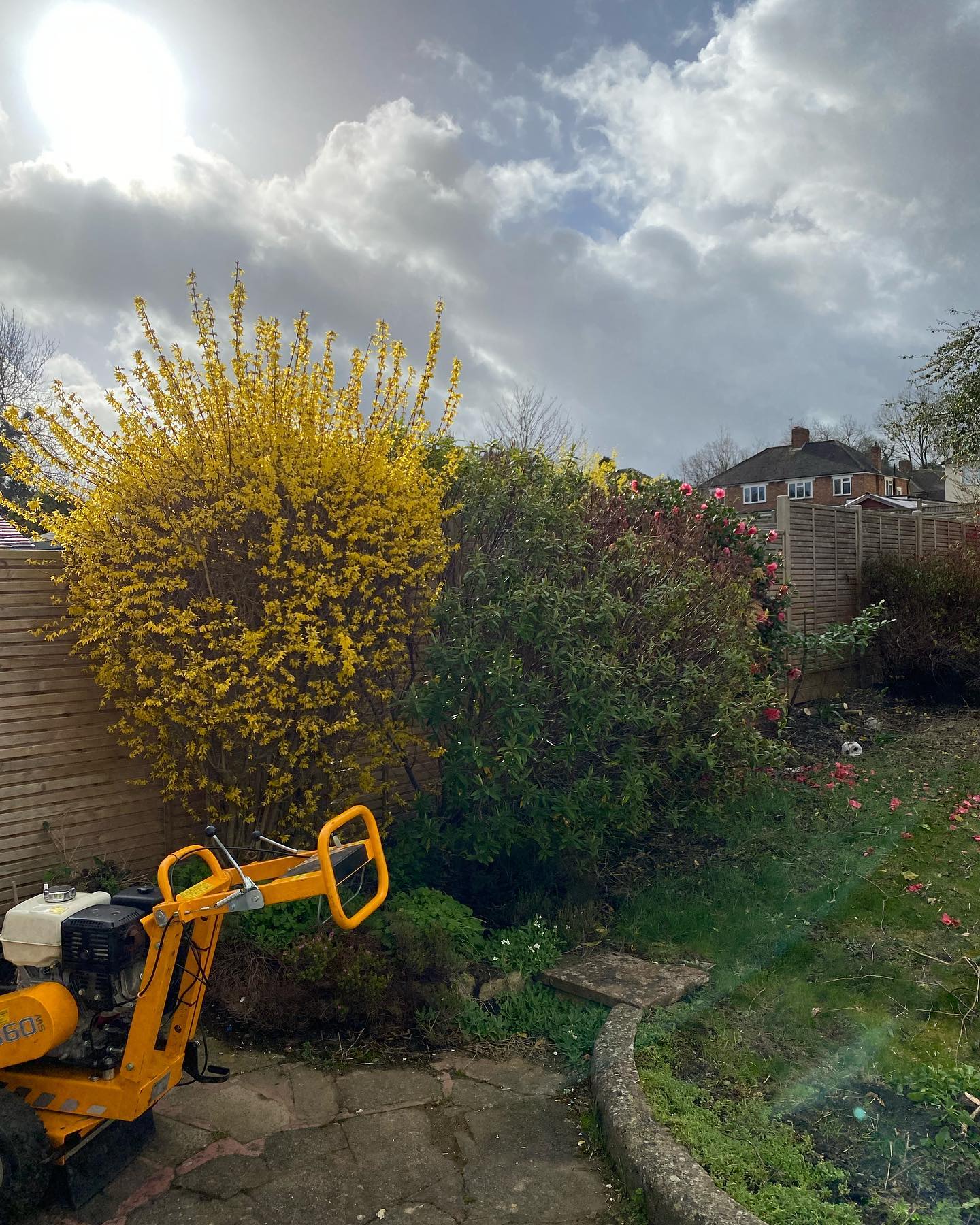 Palmers Tree Care & Management.
A bit of a garden revamp today without doing any gardening. The client moved in a few months ago and wanted to tidy up the garden & make way for a new fence to be fitted at the back of the garden.
Very nice when you get a customer who is open to your opinion & lets you take control to a degree. As you can see we did a bit of everything here, some hedge work, tree felling & stump grinding.
#treework #arborist #stihl #arblife #treelife #treecare #tree #treeclimbing #treeclimber #treesurgeon #trees #chainsaw #treeservice #treeremoval #arboriculture #husqvarna #canopyreduction #stumpgrinding #hedgetrimming #treefelling #arboristsofinstagram #treecutting #treesurgery #forestry #stihlchainsaw #nature
#surreytreesurgeon
#howmuchdoestreesurgerycost