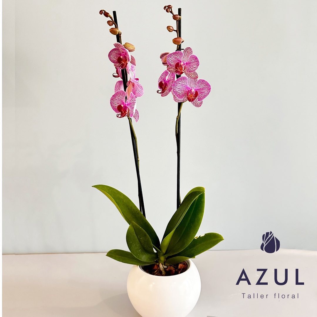 Llega a A Z U L la más hermosa de las flores O R Q U I D E A S para enamorar. La orquídea se usa en toda ocasión, si quieres regalar algo que perdure en el tiempo, no dudes que sea ella.
#arreglosflorales #regalospersonalizados #arreglosfloralesbogota