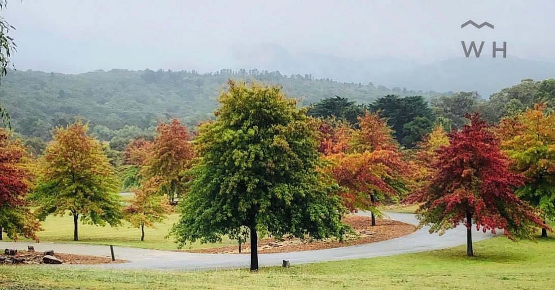 Autumn is the time to explore Macedon Ranges hidden gem. We have 120 Pin Oaks lining both sides of our driveway. Visitors and photographers all welcome 7 days week between 9am and 5pm, parking for over 250 cars. #cemetree #macedonrangesphotographer #macedonranges #autumn #autumnvibes #victoria