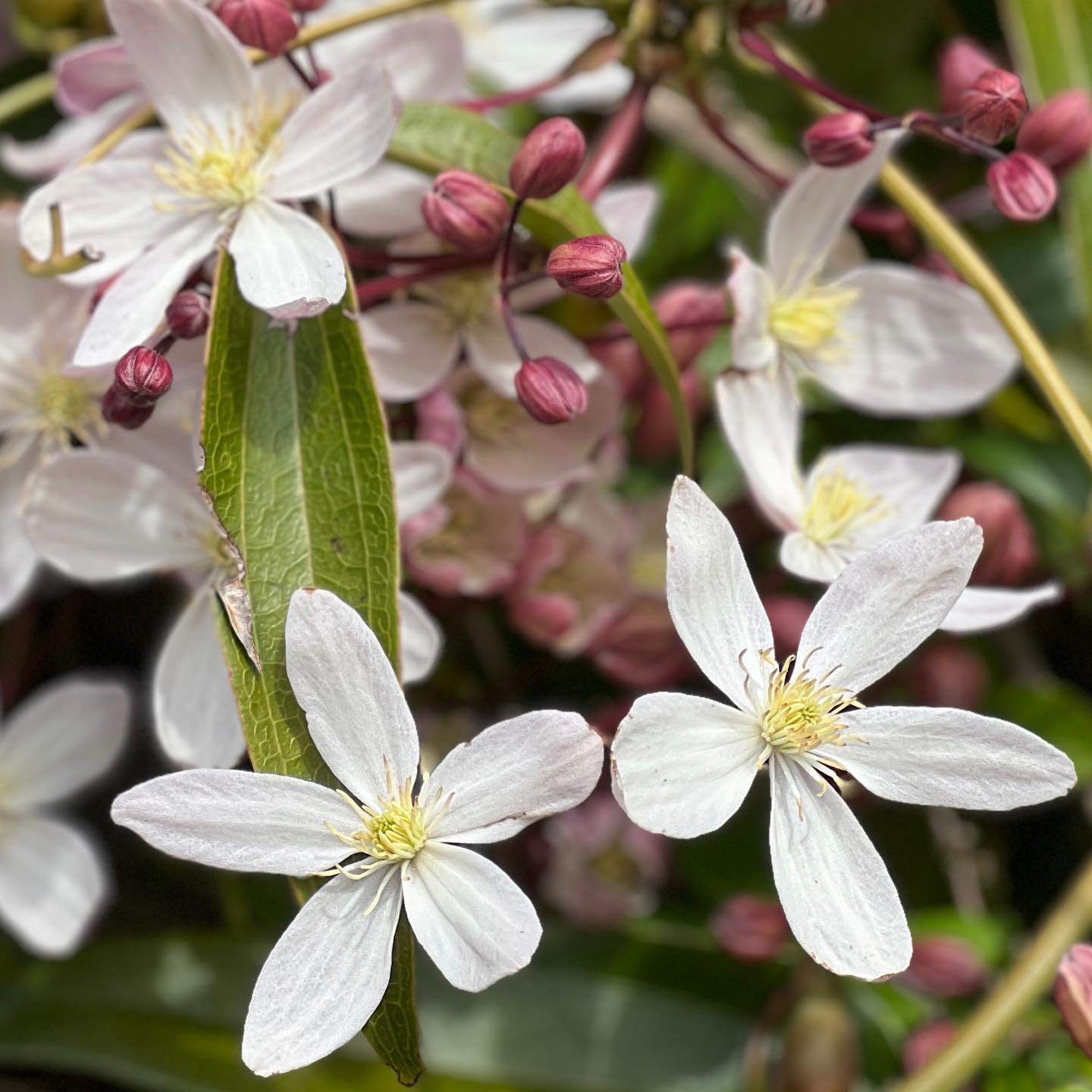 clematis Armandii in its element at the moment. A great choice evergreen climber with a lovely sweet fragrance to suit a south or west facing position which will naturally cling onto fences or trellis.
#clematisarmandii
#springflowering
#evergreenclimber
#gardendesign
#gardeninspiration
#countrylife
#gardenmaintenance