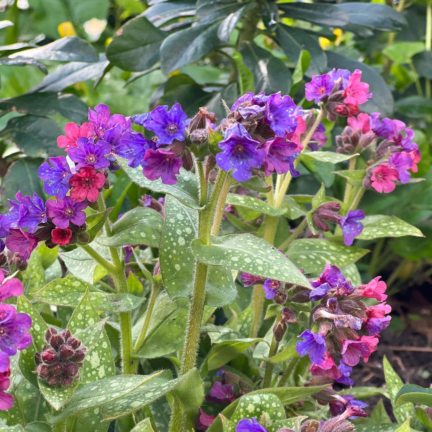 Pulmonaria loves a shady moist position and will slowly naturalise to give good ground cover, available in lots of colours and is a real show stopper in spring.
#pulmonaria
#pulmonariaofficinalis
#shadelovingplants
#gardendesign
#gardenmaintenance
#plantingdesign
#groundcoverplants
#landscapedesign
#gardenmaintenance
