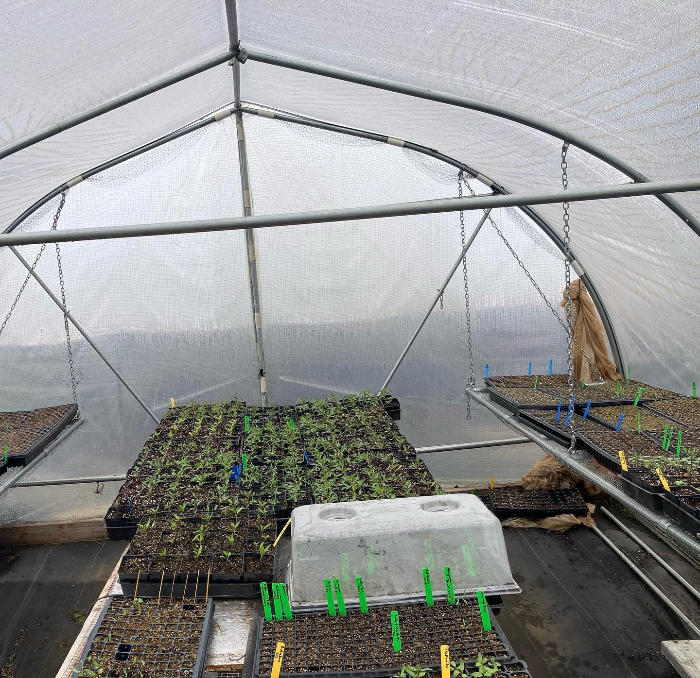 A little April 1 photo dump from this last week. Every bit of greenhouse table space is covered with veggie, herb and flower starts; microgreens are rolling; ginger sprouting; high tunnels mostly planted out with lettuce, kale, asian greens, tender roots, and zucchini; the processing area getting deep cleaned and reorganized; tomatoes and peppers are potted up; finding time to take naps standing against tiny leafed alders bathed in waterfall mist and rain. Things are in motion, although perhaps not in the timing or in the ways I expect - among other things, dancing with many hungry mice and birds, slowly setting up irrigation on our main field, and bit by bit making steps to move myself (tinyhouse, goats, and all) out to the Olde Moon farm land. Such a dynamic and tenderly beautiful time of year.