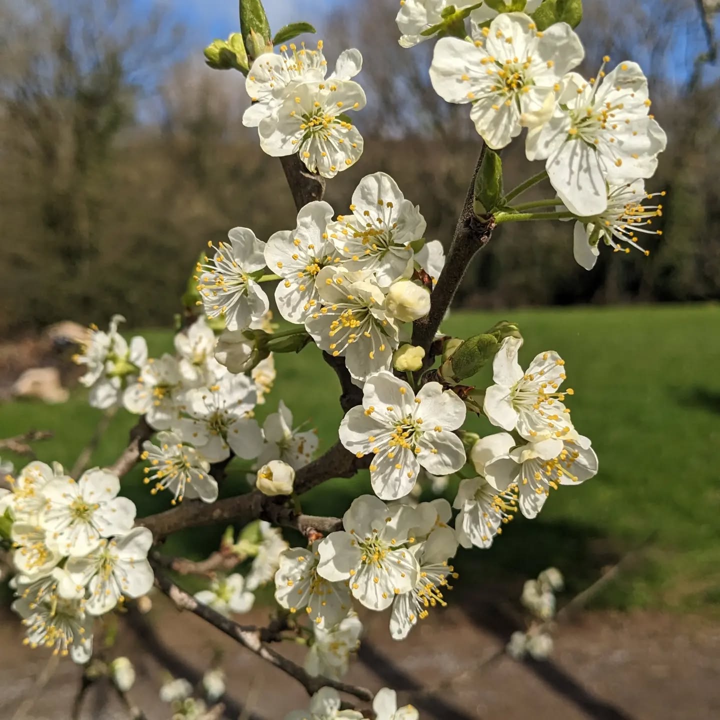 The sunshine is back! These plum blossoms are enjoying some warm rays nearly as much as me ☀️😎☀️
.
.
.
.
.
.
.
#spring #springtime #springday #flowers #devon #devonflowers #sunshine