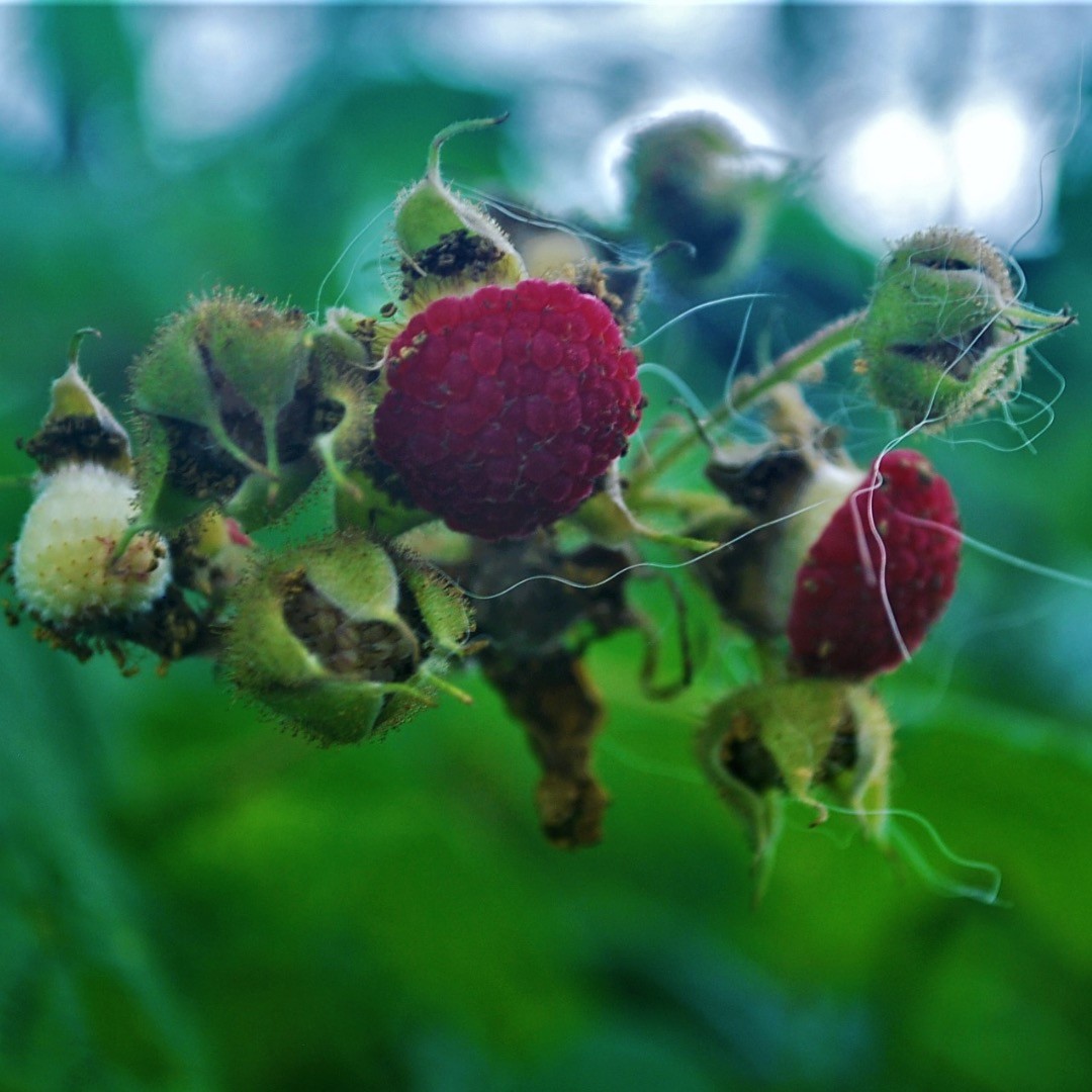 Framboisier ? Non, Ronce odorante ! Les oiseaux raffolent de ses fruits comestibles. Sans épine, elle s'adapte à toutes les conditions et on l’aime pour ses grosses fleurs roses qui fleuriront de mai à juin. #pepinierenorthhill