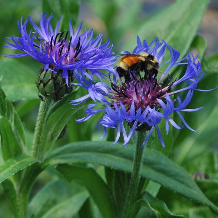 Une plante est considérée comme indigène lorsqu’elle pousse naturellement dans une région donnée. Elle est dite exotique lorsqu’elle est introduite, volontairement ou non, dans un territoire situé à l’extérieur de son aire de répartition naturelle. Finalement, elle est dite naturalisée lorsque celle-ci réussit à se reproduire naturellement dans son nouvel environnement. À titre d’exemple, la marguerite blanche et la centaurée des montagnes (photo) appartiennent à la flore naturalisée du Québec. #pepinierenorthhill