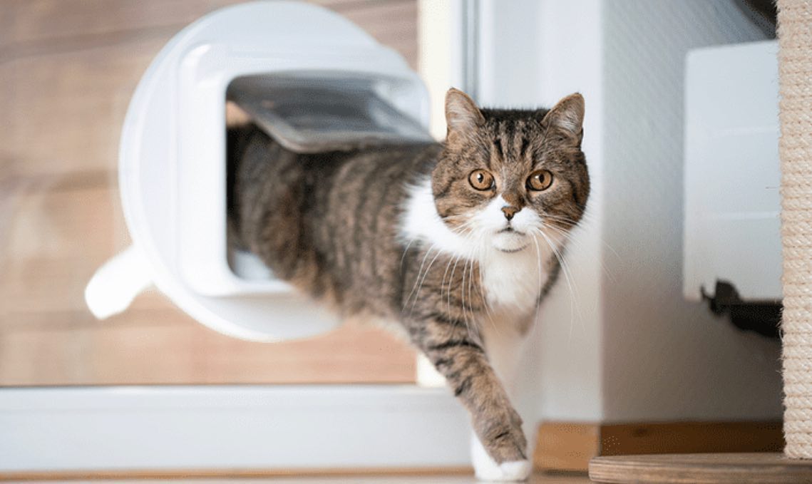 Fast Cat Flap Installation 🔥
