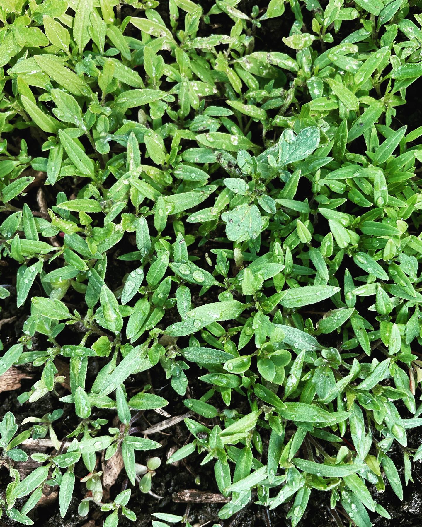 Tomaten en Huize Blokland. Misschien is onze aarde heel vruchtbaar. Of misschien is het een Braziliaanse energie die zorgt voor oerwoud-achtige taferelen. Hoe dan ook: onze tomaten gaan altijd als een tierelier. Eigenlijk zó goed dat het ons elk jaar weer stress bezorgt.
2020: We hadden ongeveer 20 tomatenplantjes in onze nieuwe kas uitgeplant. Ik was in de zomer hoogzwanger en het dieven schoot er een beetje bij in. En als je twee weken niet dieft, is het kwaad al geschied. Overal verschijnen dan de geel-witte bloemblaadjes en je weet: elk bloemetje wordt een tomaat. Dus die wilde ik niet weghalen, want: zonde!
Langzaam ontstond er een niet te doordringen oerwoud. We hadden onwijs veel tomaatjes, maar we konden het grootste deel nauwelijks oogsten omdat je nergens meer bij kon. In het najaar stierven de plantjes af, inclusief de overrijpe tomaatjes.
2022: Met de baby in de draagdoek was het werken in de tuin prima te doen, dus deze zomer zouden we een strak schema volgen en zonder mededogen gaan dieven. Less is more zou ons motto worden…
Het begon al met het voorzaaien dat zo goed ging, dat we zeker 40 zaailingen hadden om uit te planten. Met een beetje passen en meten paste het, en we zouden toch goed gaan dieven, dus wat kon er mis gaan.
Na een aantal weken leek het wel of het aantal plantjes was verdubbeld. Werkelijk overal groeiden tomatenplantjes. De zaadjes uit de tomaatjes die de voorgaande herfst waren afgestorven kwamen nu zelf uit. En groeide een soort grasmat van tomatenplantjes op de bodem van de kas. Niks voorzaaien op de vensterbank, gewoon in de volle grond. Binnen no time haalden ze de andere plantjes in. We moesten nu niet alleen dieven, maar ook wekelijks tientallen nieuwe planten weghalen.
Uiteraard ging dit mis. Het was afgelopen zomer beter, maar nog steeds chaotisch. Tomatenplanten verdrukten de komkommers en watermeloen. En weer hebben we lang niet alles kunnen oogsten.
Vanmiddag keek ik eens goed in het bed van de bindsla en de raapstelen. Een groene deken van plantjes komt op. Een nadere inspectie wees uit: allemaal tomaatjes. Help!
Wat te doen om dit onder controle te houden? Hoe zorgen we voor orde in onze kas??? 😅🌱