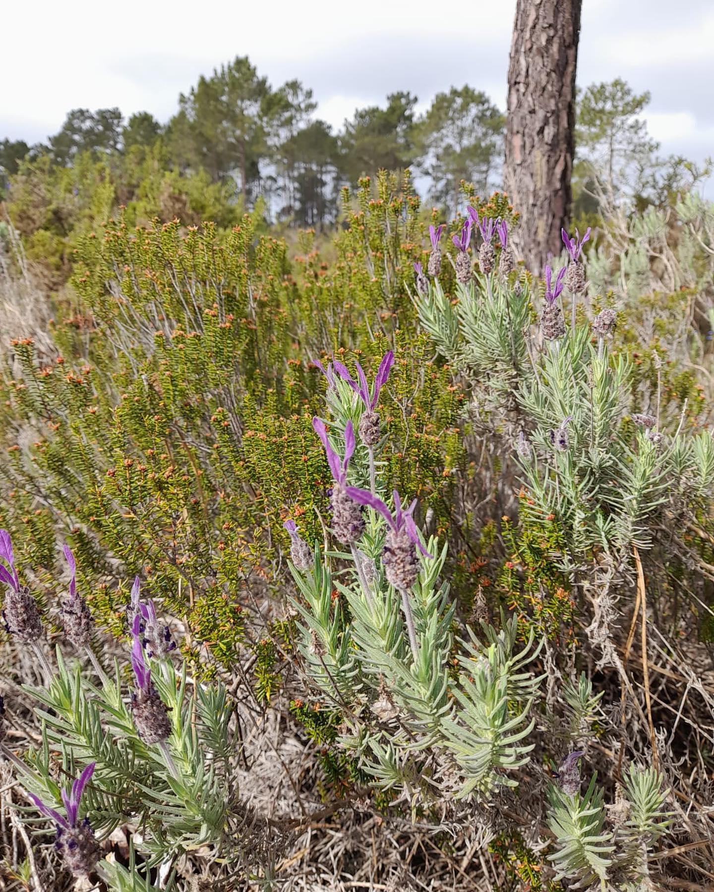 Quando nos dizem que as plantas autóctones não têm cor…
#plantasautoctones #pinhaislitorais #arquiteturapaisagista #vegetação #territorioperiferico