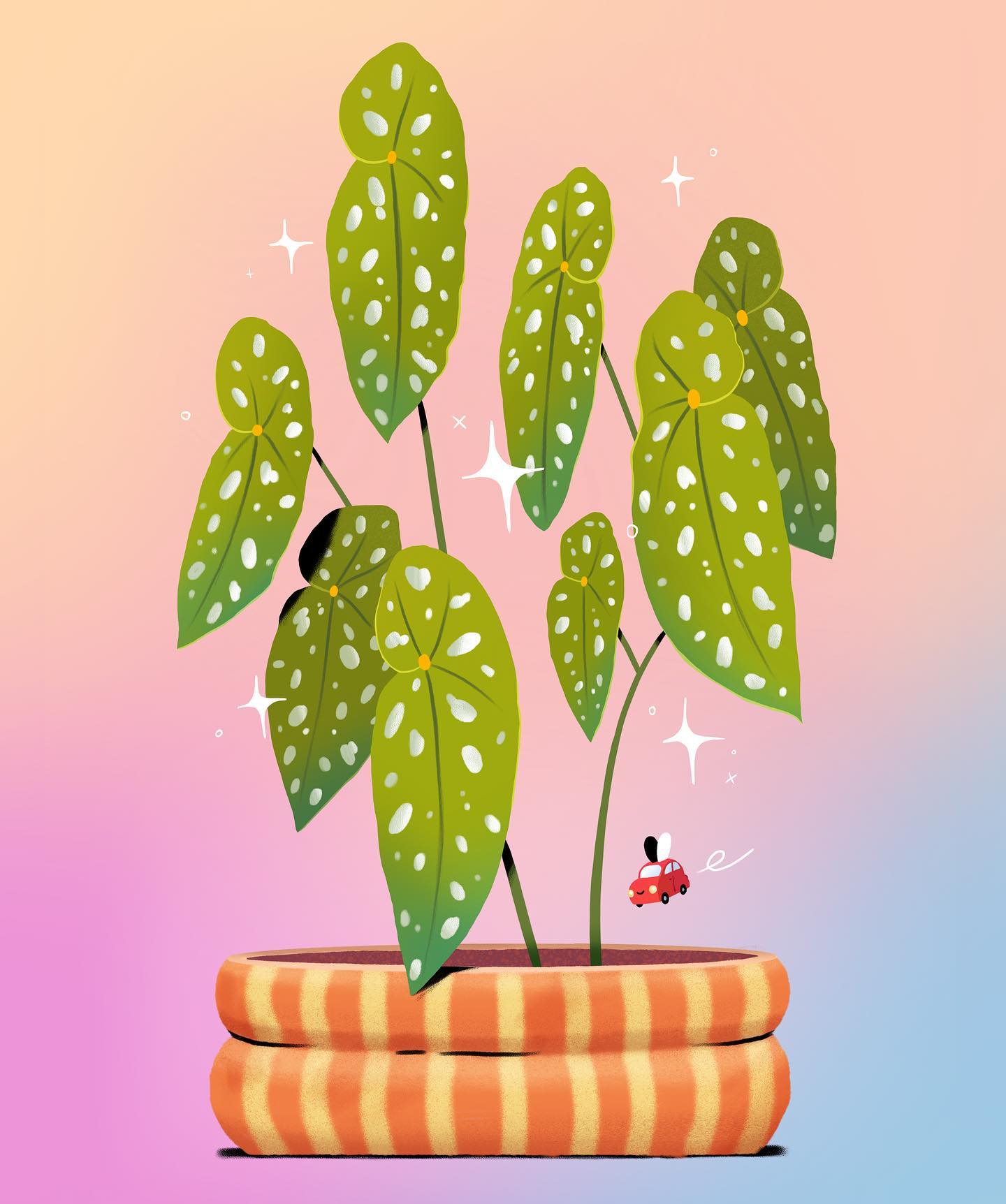 ✨ Begonia Beetle ✨