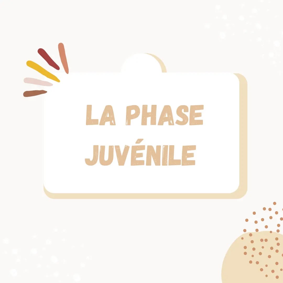 Je continue de vous détailler toutes les phases de développement du chiot jusqu'à son entrée dans l'âge adulte !
Aujourd'hui c'est au tour de la phase juvénile de faire son entrée. Cette phase est peu connue, mais est pourtant très importante, car elle précède l'entrée dans l'adolescence tant redoutée de vos toutous et lui permet de consolider tous ses acquis !