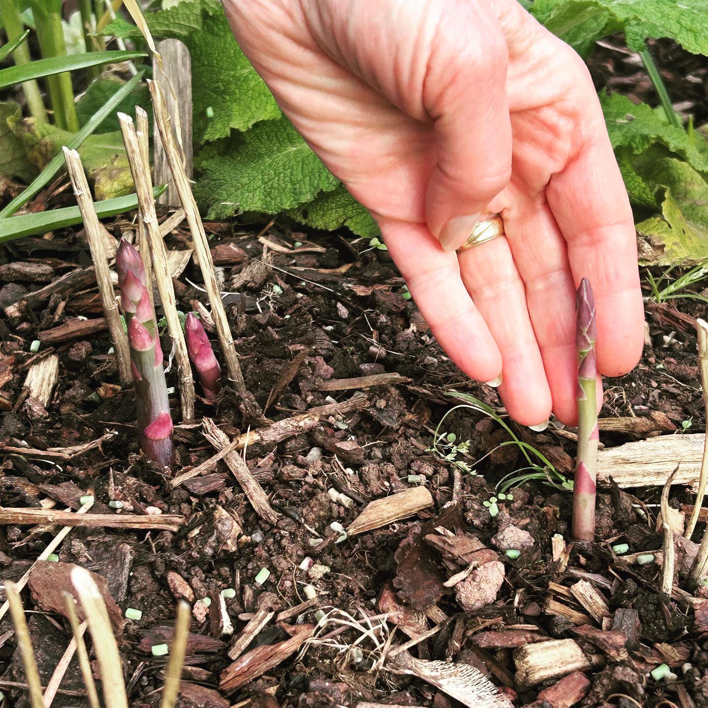 Watching our little asparagus forest grow like 👀
Supposedly up to 100 on their way…
#eatwellbewell #nrgnutrition #asparagus #homegrown #seasonalveg