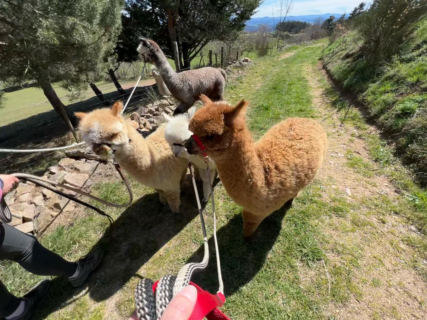 On poursuit l’éducation au licol, avec un passage obligé par les restanques herbagées !