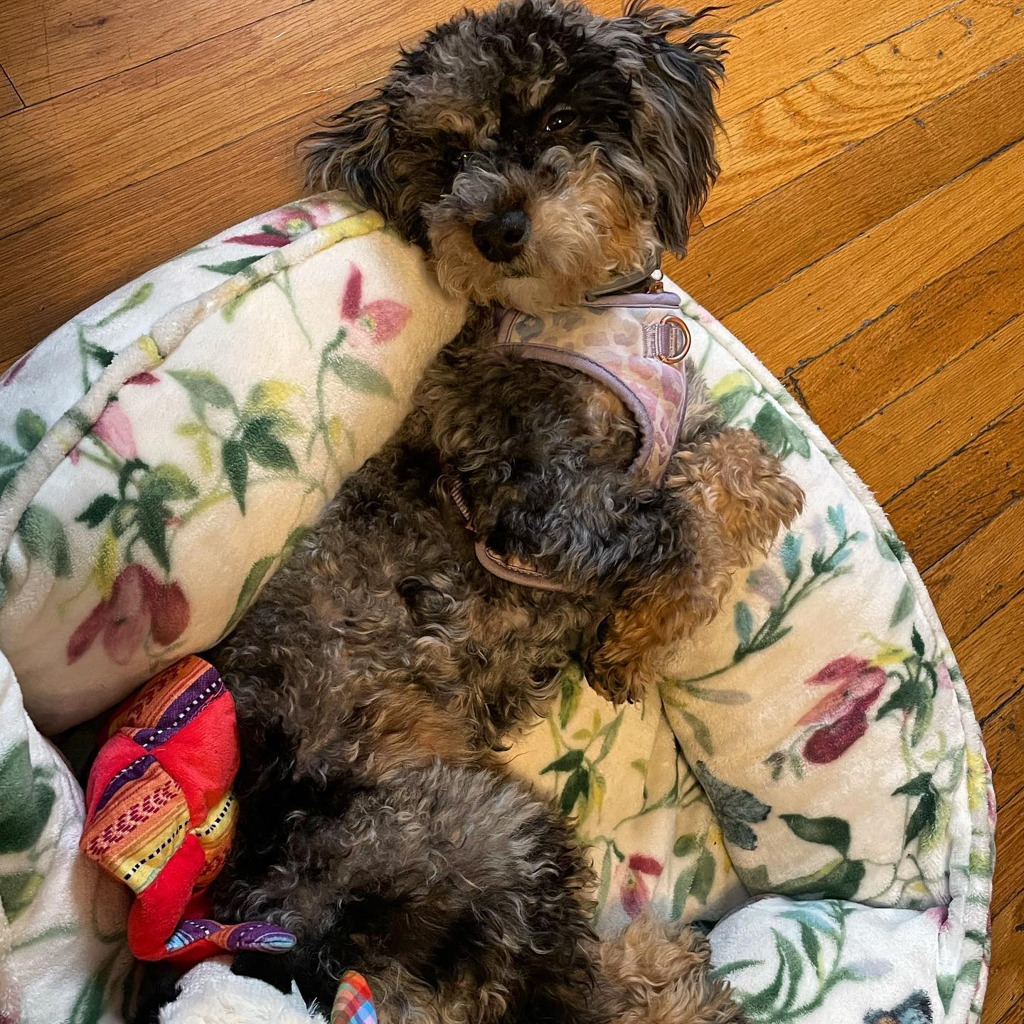 It's National Pet Day! Treat your pup to some chill vibes and click the link in our bio to order now." Get 20% with code LIFEISCHILL20 at checkout