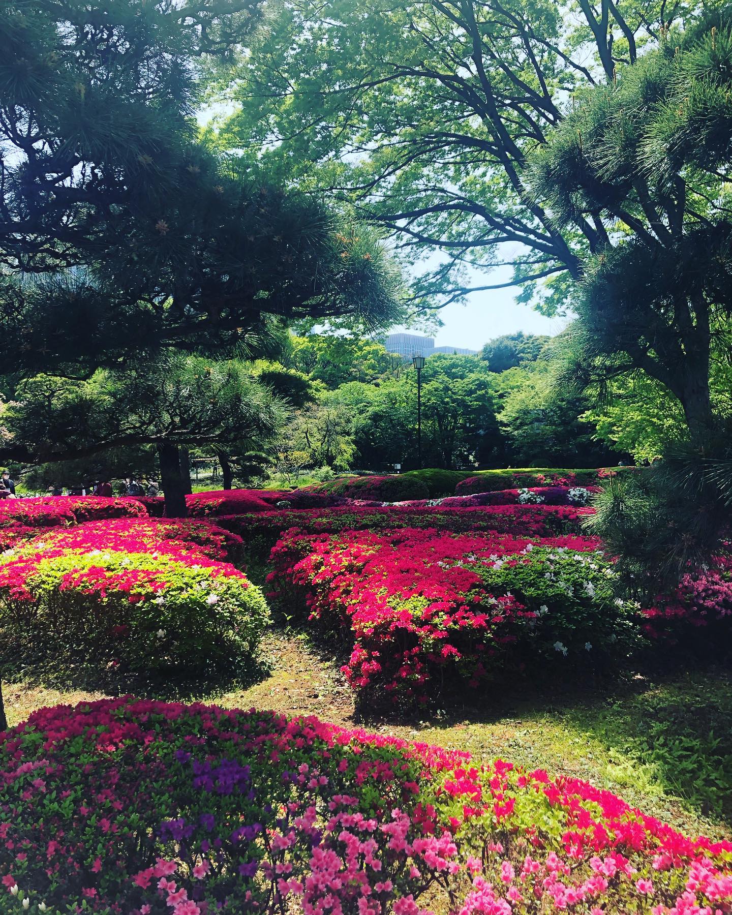 Imperial palace gardens, delicious foods, cute doggos and fun arcades!
Another fun day 🌺🍛🐕🕹