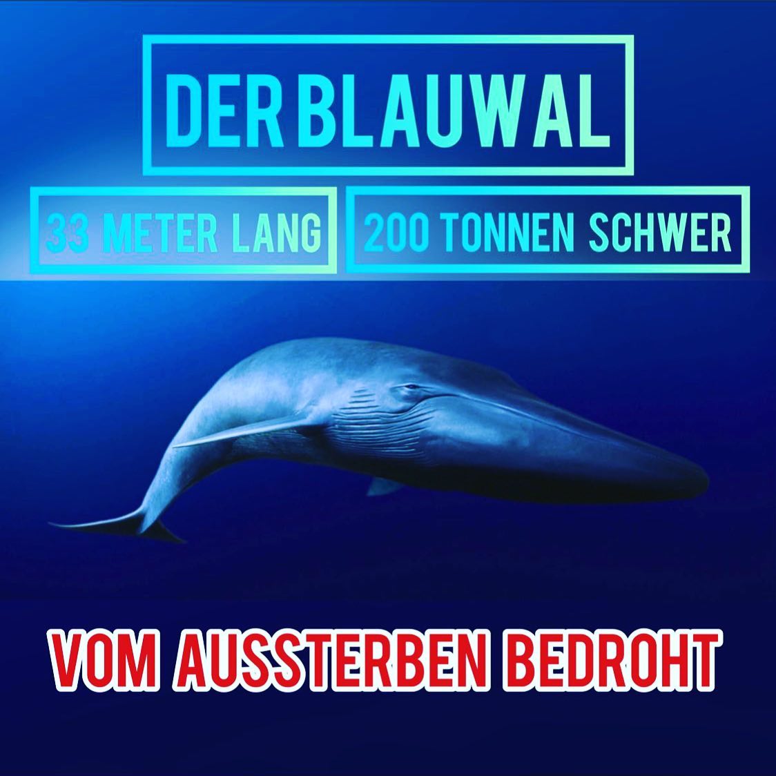 Jetzt unser Artenschutzprojekt unterstützen. www.startnext.com/gelbfuss Link in bio. #artenschutz #tierenhelfen #umweltpädagogik #kinderbuch #framily