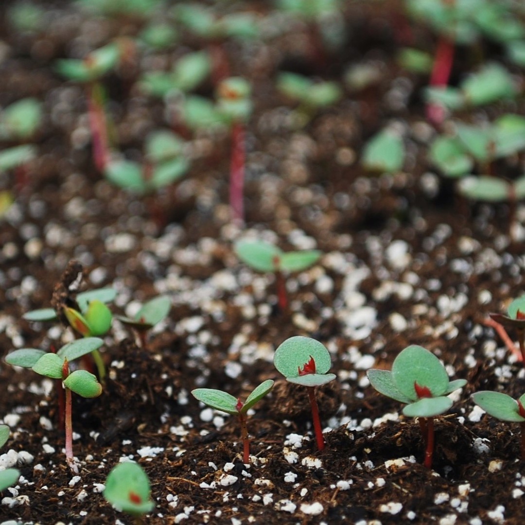 Se salir les mains, voir les semis grandir à perte de vue et humer l'odeur de la terre qui se réchauffe, peut-être qu'on devrait offrir des retraites de bonheur dans nos serres.
Photo : Amélanchier alnifolia #pepinierenorthhill