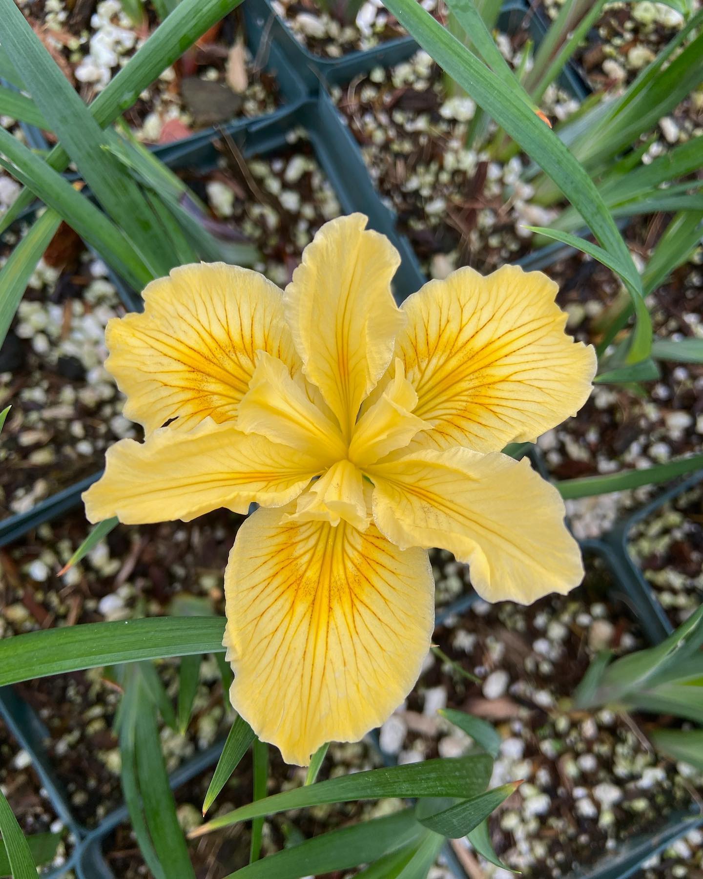 Happy California Native Plant week!
Our Yellow Douglas Iris friends are as excited as we are and wanted to join in on the celebration! Find these beautiful 4โ iris in a Moosa Creek retail partner store near you this week and of course available for special order through our app and/or website.
How are you all celebrating this wonderful week?! โบ๏ธ๐ผ๐ฑ
#californianativeplants #californianativeplantweek