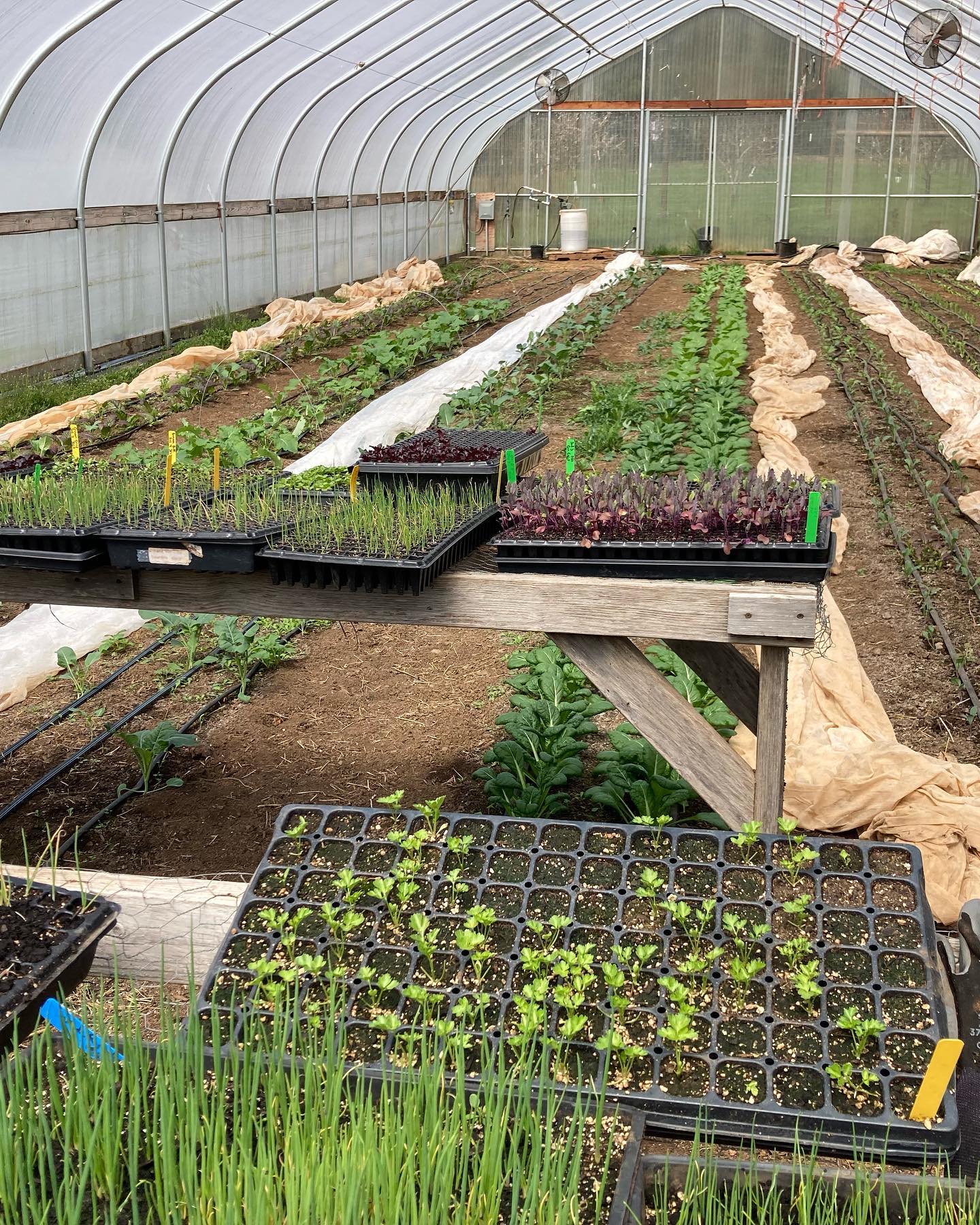 these days I’m feeling incredibly grateful for the greenhouses, but still am getting antsy to start planting outside. I have a dozen or so beds tilled and shaped, but still waiting for the weather to shift. The couple little windows we have had, I haven’t been able to make it out to transplant. Again, feeling super grateful for what we have and can’t wait to be back at market in just a few short weeks with greens and greens. Stay tuned, I’m planing to launch a little giveaway fundraiser in the next week or two with some sweet prizes!