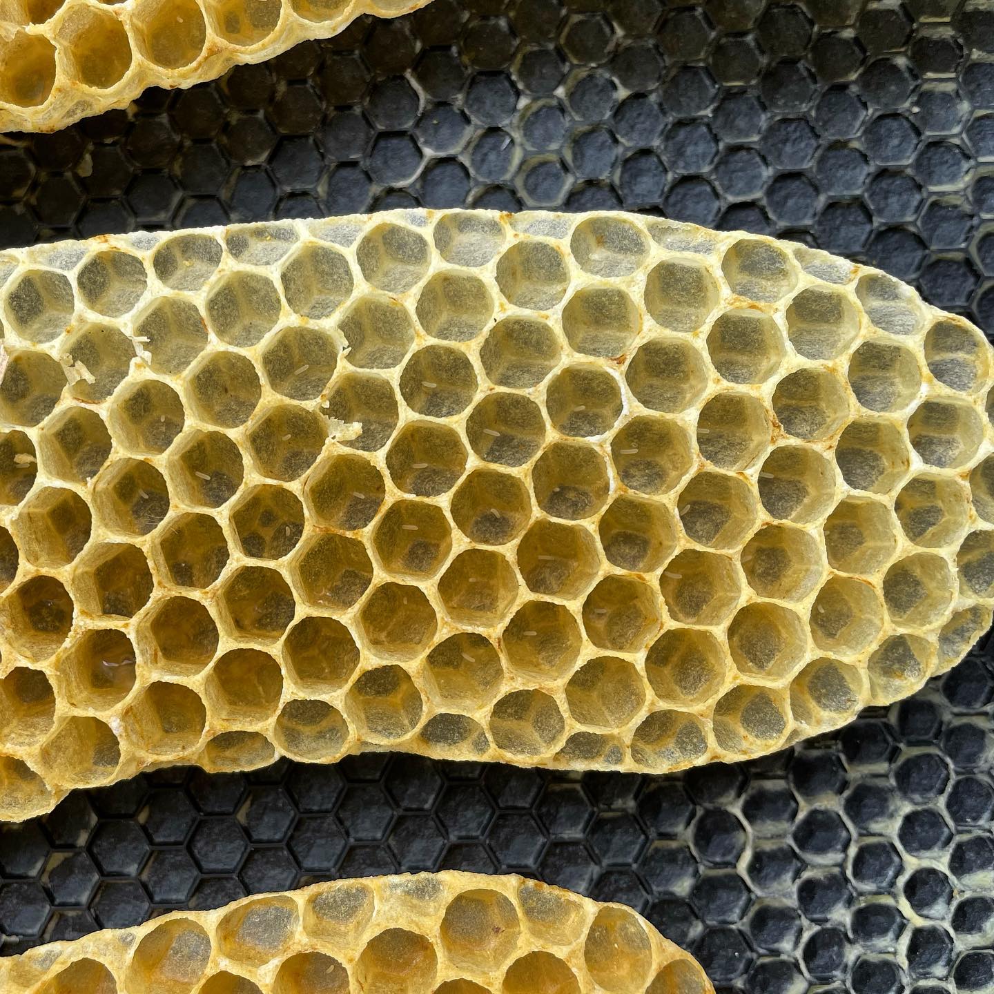 Bee eggs 🐝🥰 #ncbeekeeping #bees #naturelovers #mcdowellcountync #beekeeping #beeeggs #spring