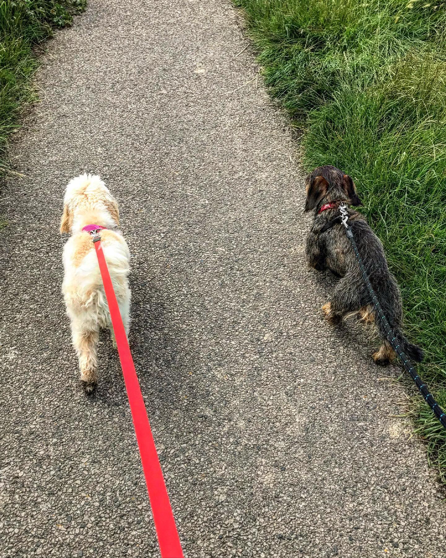 Another day, another walk !