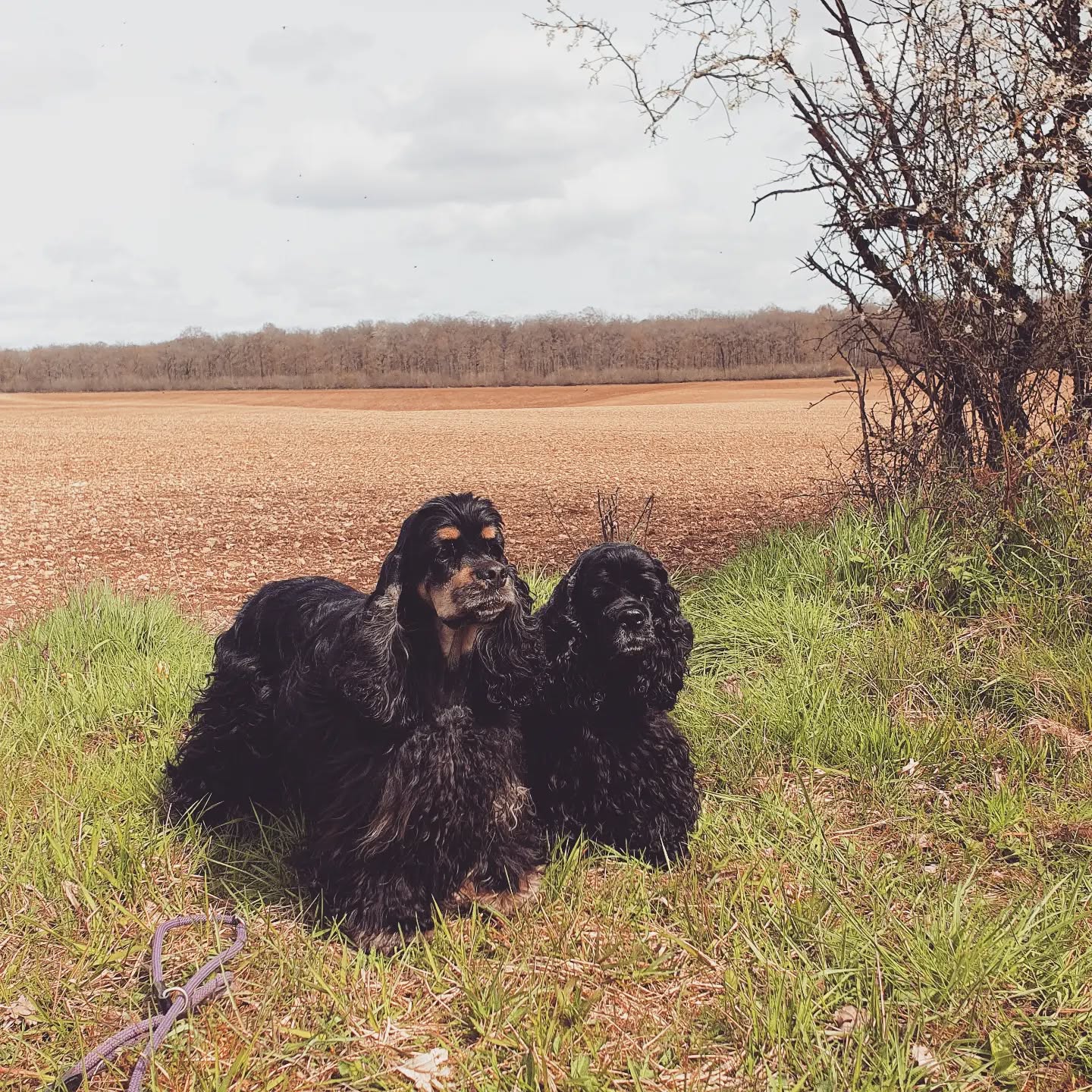Wir waren letzte Woche in Frankreich, wo Finja den Rüden Fabelsfee Breaking the Bank (genannt Shooter) getroffen hat. Wir hoffen, die Begegnung wird Früchte tragen. Auf dem Bild sind Finja und Rose. Von Shooter habe ich leider kein aktuelles Foto.