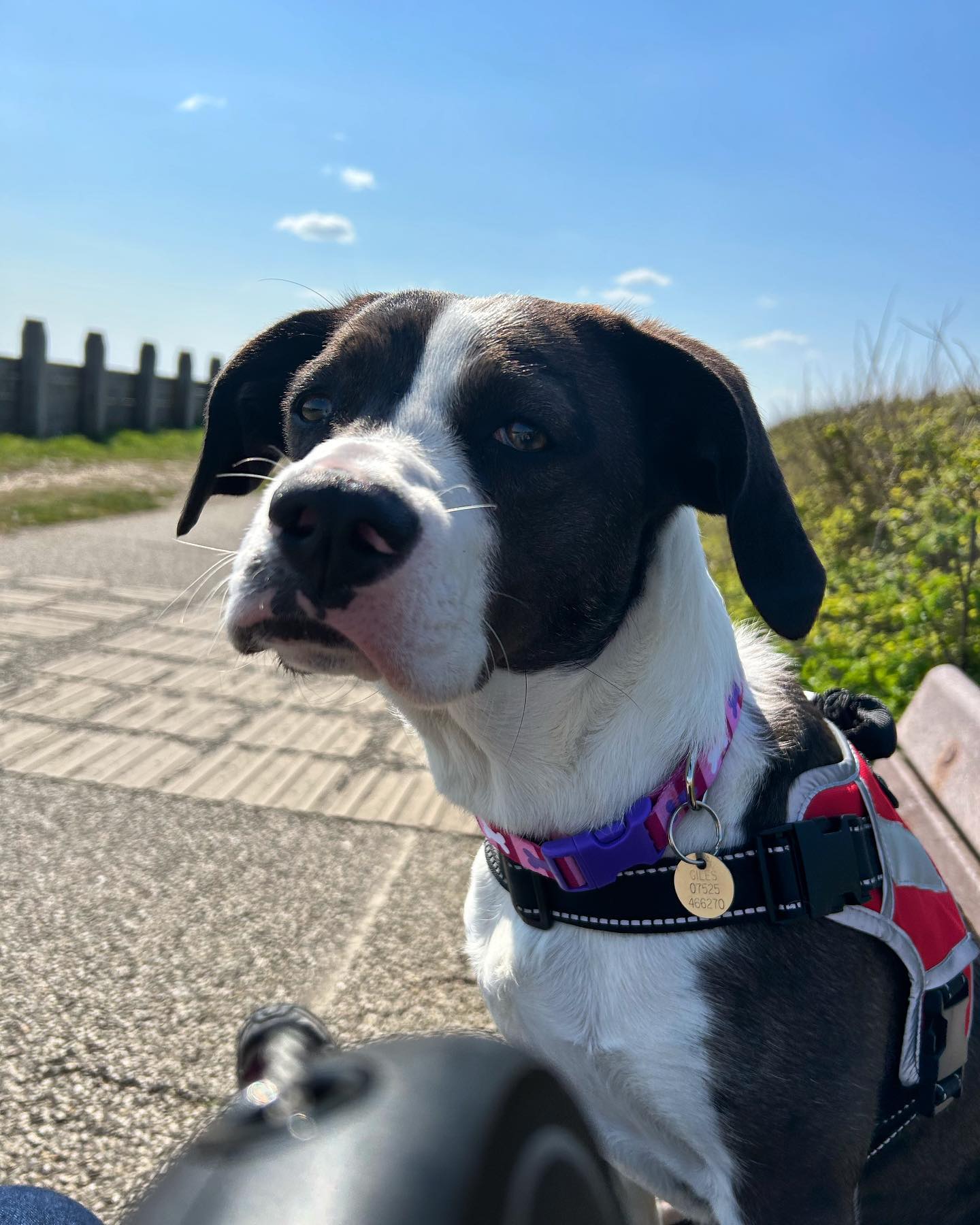 First walk with us today. Well done Nancy a pleasure to spend time with you