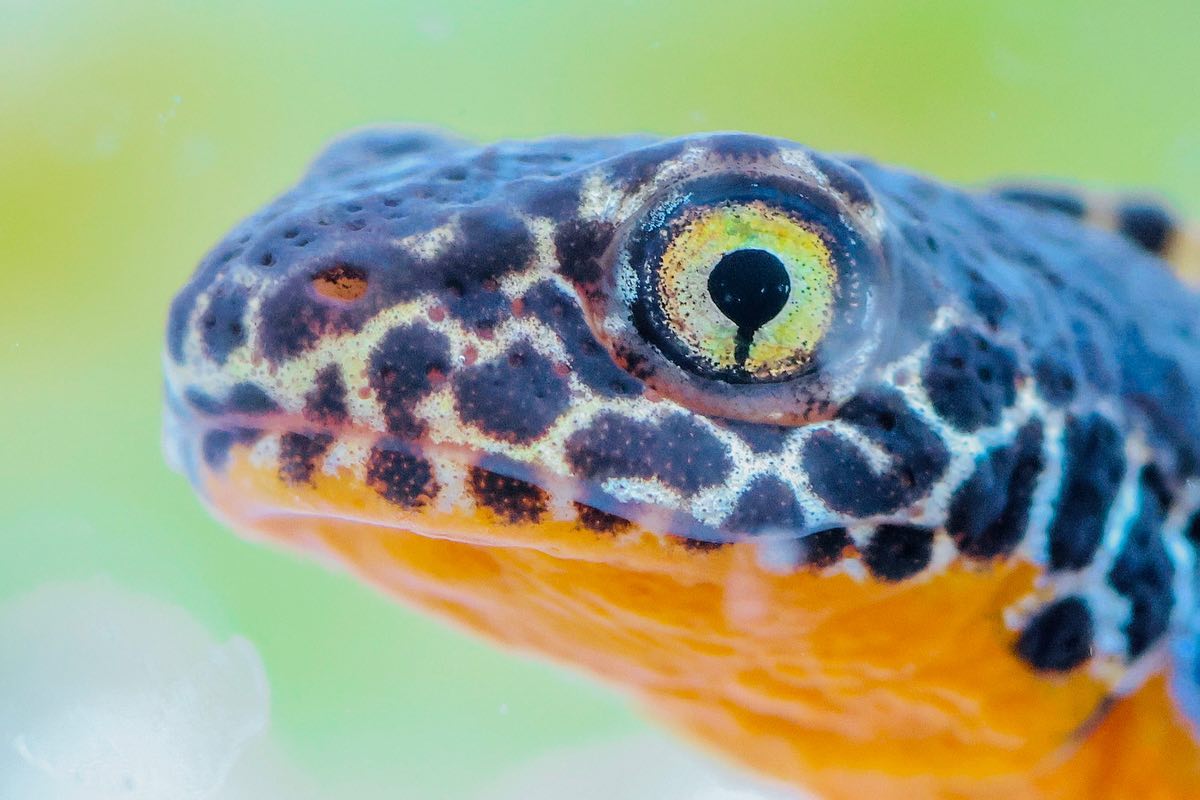 Normandy in spring is a staple of my photography year - check out my Stories for some vlogs from my recent trip at Easter. One of the many joys is seeing alpine newts, a striking spotted lizard-like creature, in our garden pond. The countryside springs into life, with carpets of wildflowers, rapturous birdsong and mammals emerging from wintry solitude to find mates.
.
.
.
#newt #spring #normandie #normandyfrance #naturelovers #naturesbest #wildlifeaddicts #francenature #canon #springphotography #macrophotography #countryside #paysdauge #cotentin #iganimals #lensbible #gardenphotography #springflowers #flower_perfection #nature_obsession