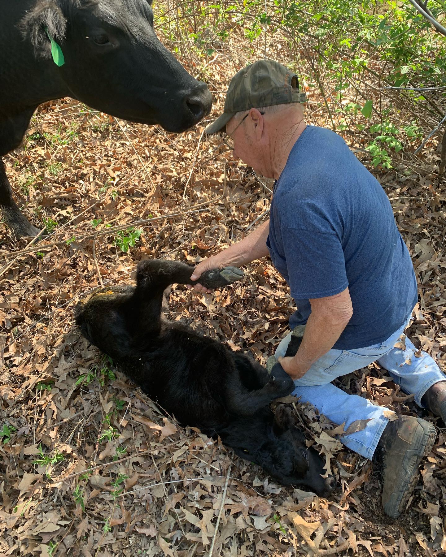 Checking on a heifer calf and getting it tagged today. Dad should have been a cowboy.
#blackangus #akaushi #clintscattle