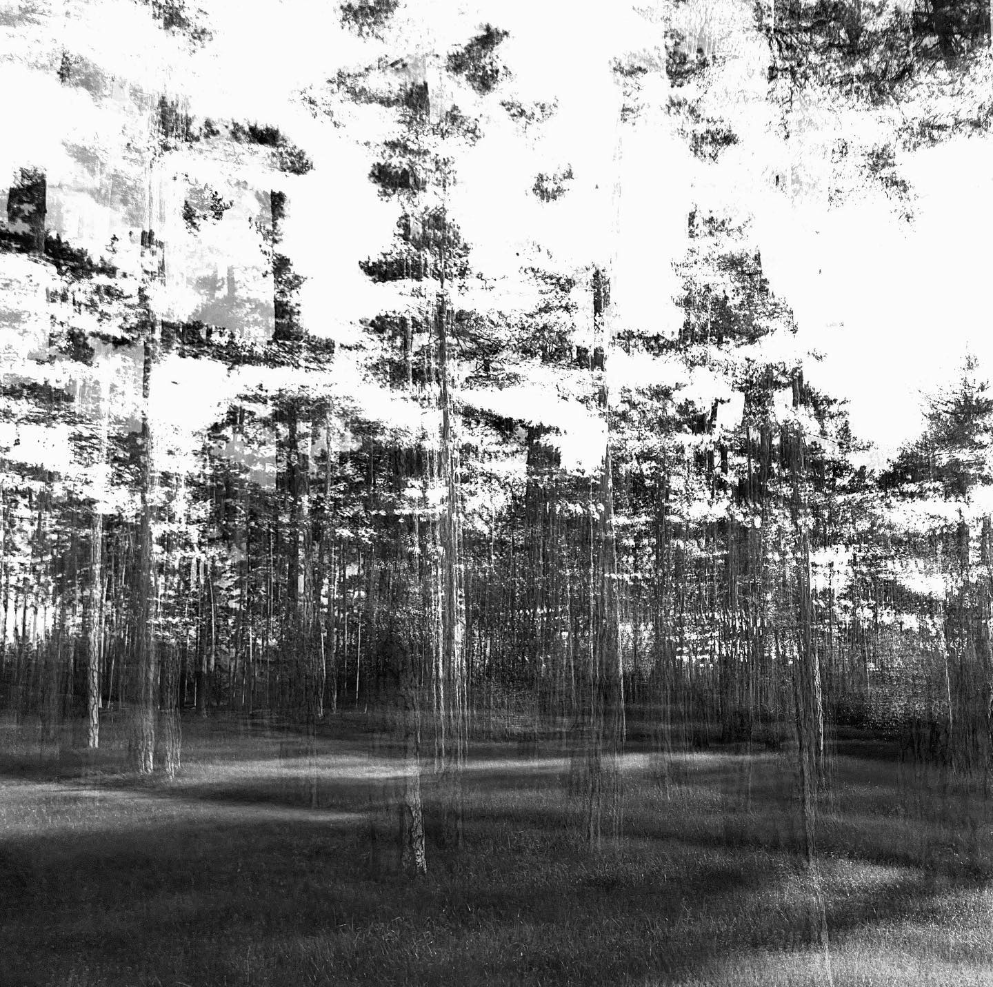 SCHWEBEN DURCH DEN WALD #incamera #experimentellefotografie #multiexposure #nophotoshop #mehrfachbelichtung #visualart #fineartphotography #wallart #wandbilder #abstractart #inmotion #experimentalphotography #art #motion #artoninstagram #fineart #ilovehannover #picoftheday #artography #streetphotography #naturelover #bnw #blackandwhite #picoftheday #tree #bnwlover #drivebyshooting #driveby #walkby