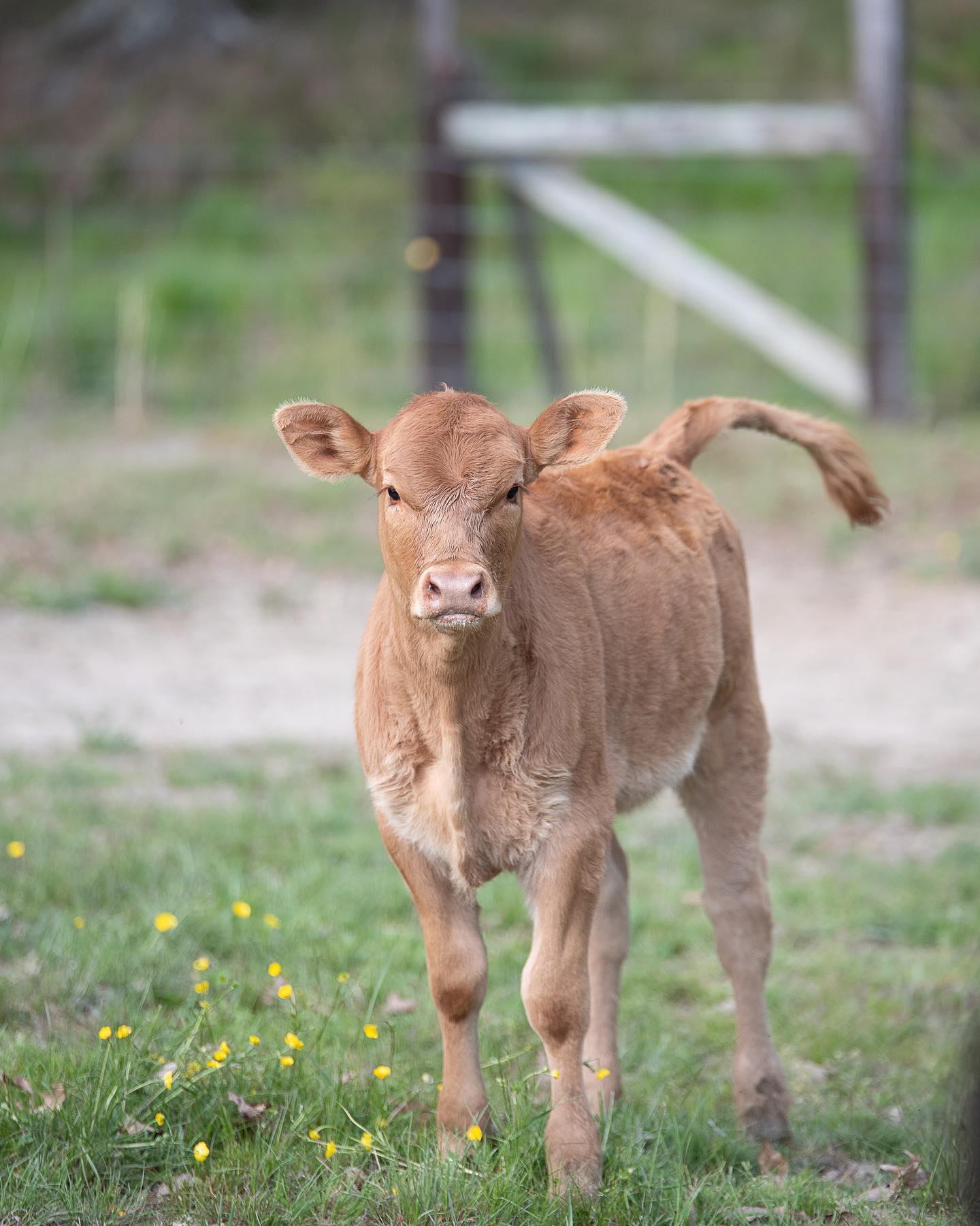 Akaushi calf at 3 months.
#akaushi #balancercows #clintscattle #beef