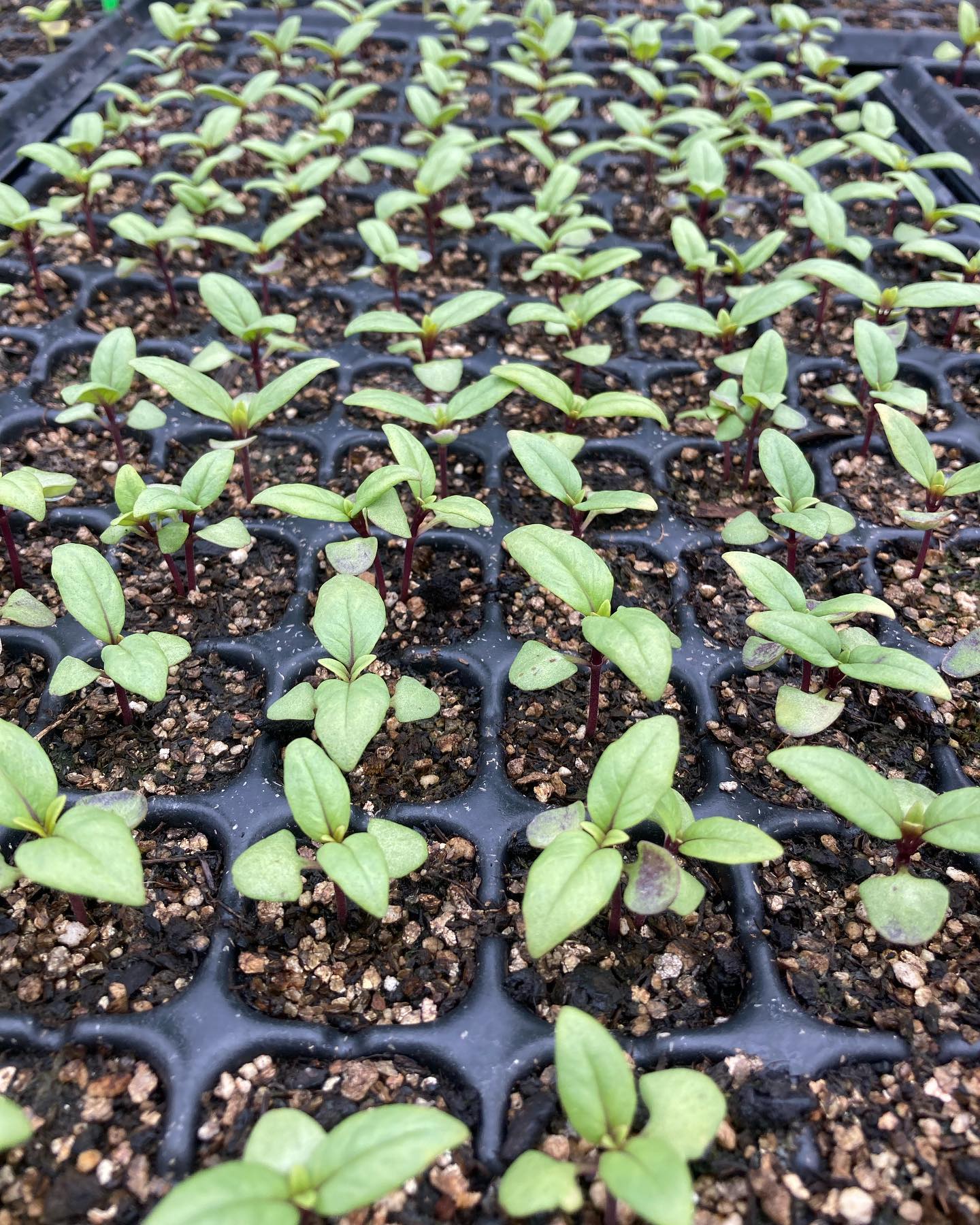 Thai basil babies; ginger looking like birds?; floating pac choi; spicy mustard leaves.