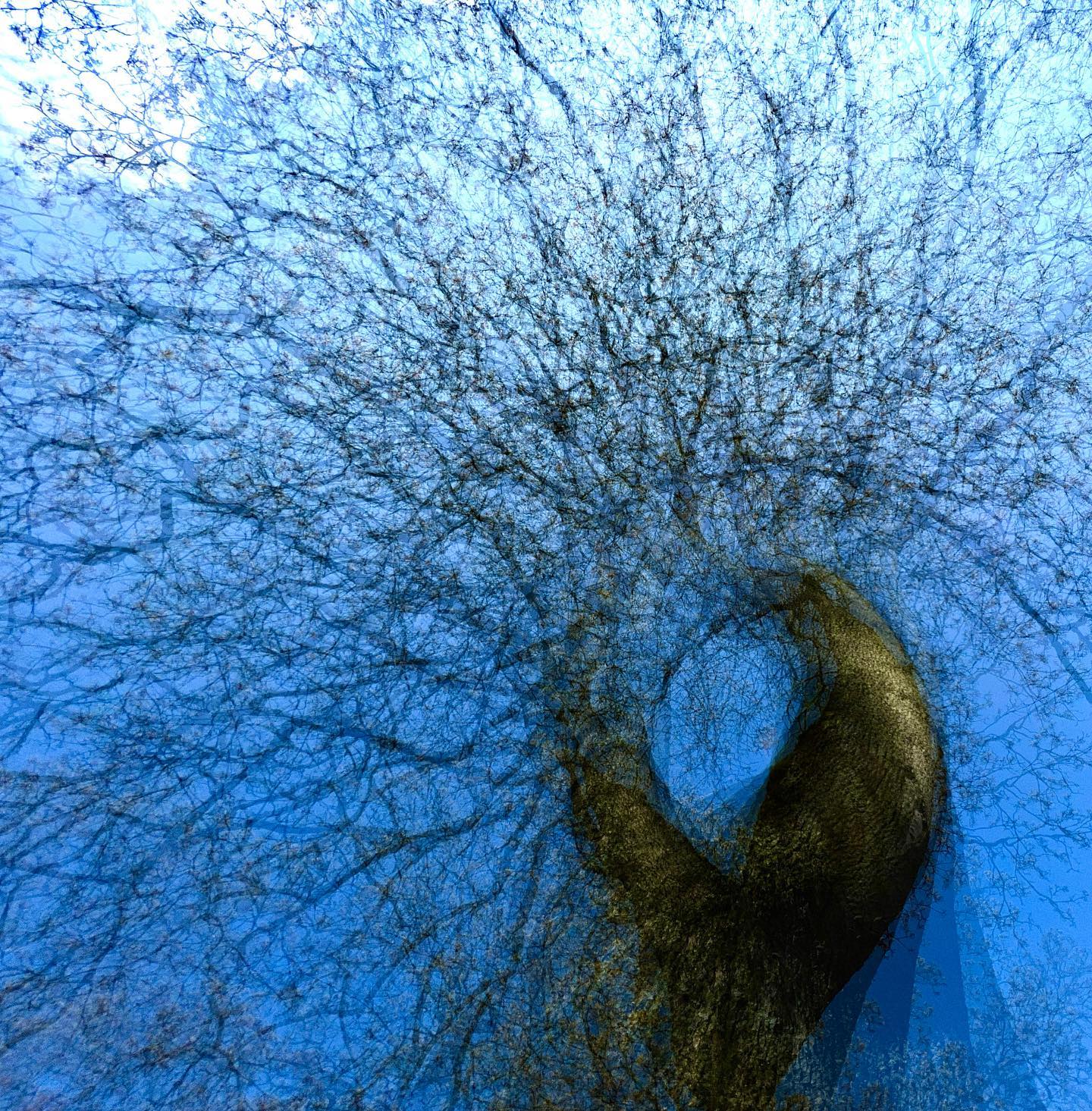 … THE HUGGING TREE … #experimentellefotografie #multiexposure #nophotoshop #incamera #mehrfachbelichtung #visualart #fineartphotography #silberstreif #abstractart #inmotion #experimentalphotography #motion #fineart #ilovehannover #artography #camerapainting #sun #lettherebelight #shadows #sunlight #celebrationoflight #ontheroad #trees #beautyofnature #driveby #walkbyshooting #sun #inthewoods #sunlover #spring