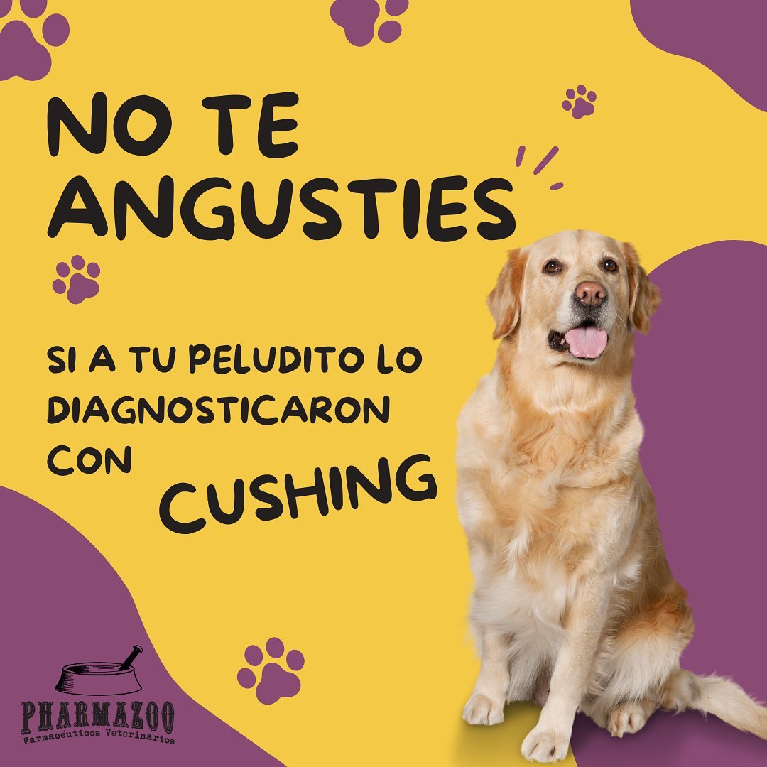 A diario nos llegan papás y mamás angustiados
Porque a sus peluditos les diagnosticaron síndrome de Cushing, y es normal esa preocupación, entonces les contamos que tenemos cientos de peluditos que llevan años con esta enfermedad y que tienen calidad de vida gracias a los cuidados y al gran amor que se les brinda. Ánimooo !!!! que tú peludito no te vea preocupado 🐕🐾🫶❤️
Envíanos tu fórmula, nosotros la preparamos y tu peludo disfruta mientras se recupera.
@pharmazoo.com.co
.
.
.
#magistralesveterinarios #medicamentosperronalizados #pharmazoo #medicamentosmagistrales #laboratoriomagistral #medicamentosveterinarios #formulasmagistrales #veterinariabogota #perrosbogotá #mascotasbogota #perrosbogotanos #cushing #sindromedecushing #enfermedaddecushing #trilostano #veterinariosbogota #veterinarioscolombia #perrofeliz #amomiperro #noalmaltratoanimal #perrosbogota #perrosinstagram #perrosfelices🐶🐕 #perroscolombia #mascotascolombia #mascotasmedellin #mascotascali #pimobendam #acidoursadesoxicolico #isotretinoina
