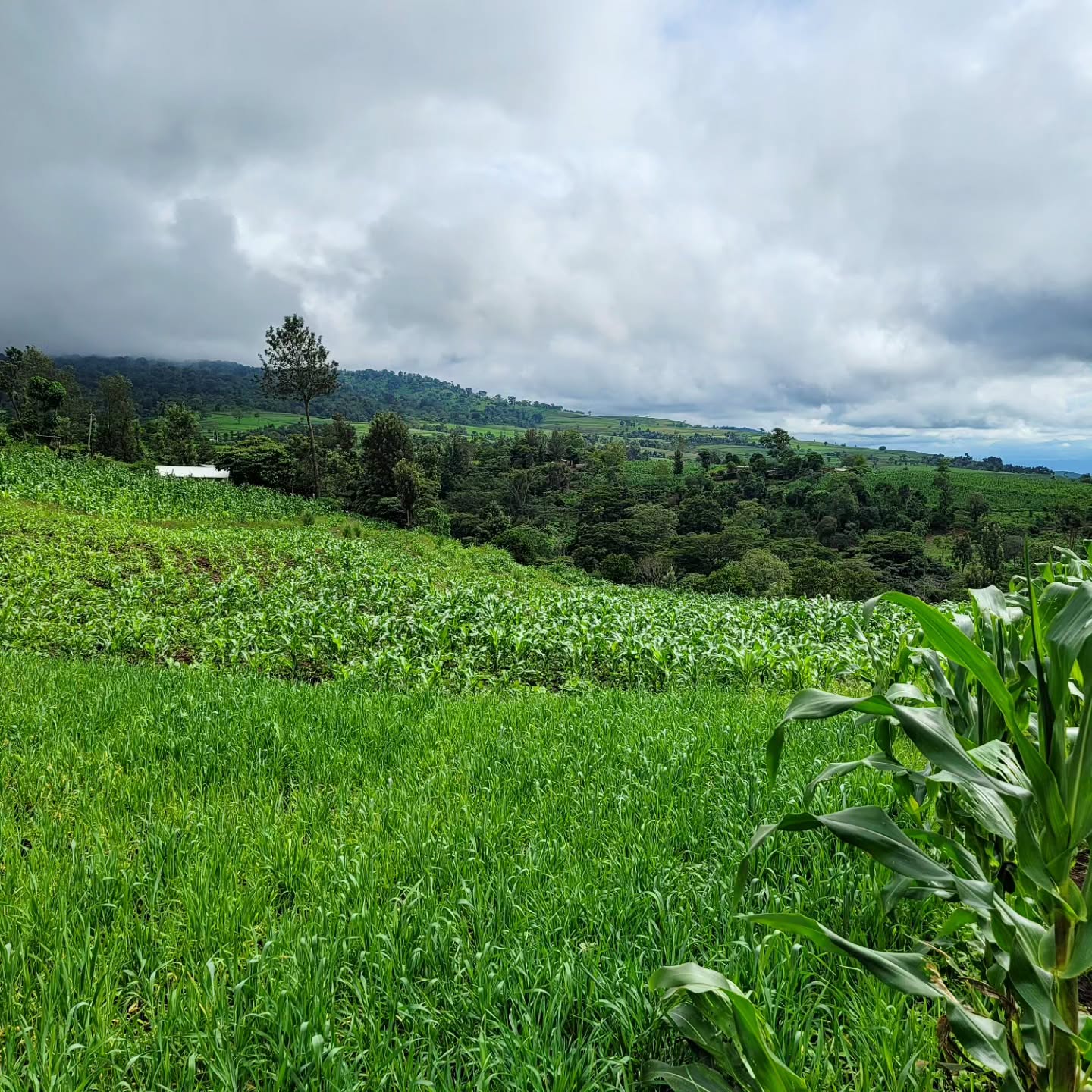 On Firday, April 20th, Bro. Michael, Bro. Jonas and Mikey headed up to Lositete for the weekend to help around the new church, make arrangements for supplies to be purchased, and then be in service with Bro. Joshua and his congregation on Sunday.
•
Michael, Jonas, and Mikey took their cots and sleeping bags to sleep in the church, and the women of the church cooked for them.
•
Unfortunately, a storm came in, and their plans had to change. They did not give up and go home, though. Instead, they had church!
•
Wonderful words from the Lord were brought, and then sweet time around the altar was had with lives being touched and changed by the Holy Spirit.